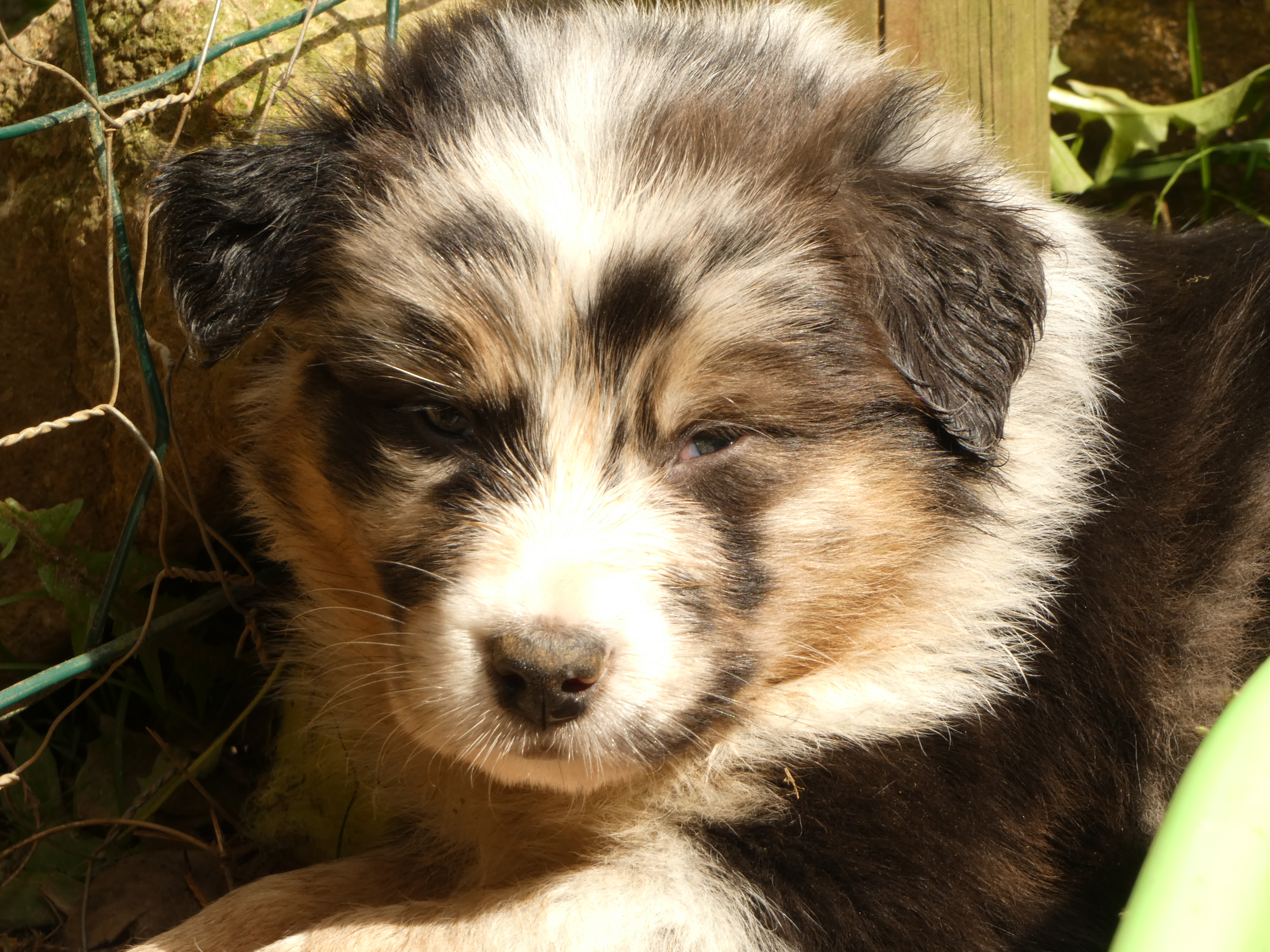 Femelle bleue merle de 5 semaines Photo d'un chiot berger australien, issue de la portée de Poca et Winnie, âgé de 5 semaines.