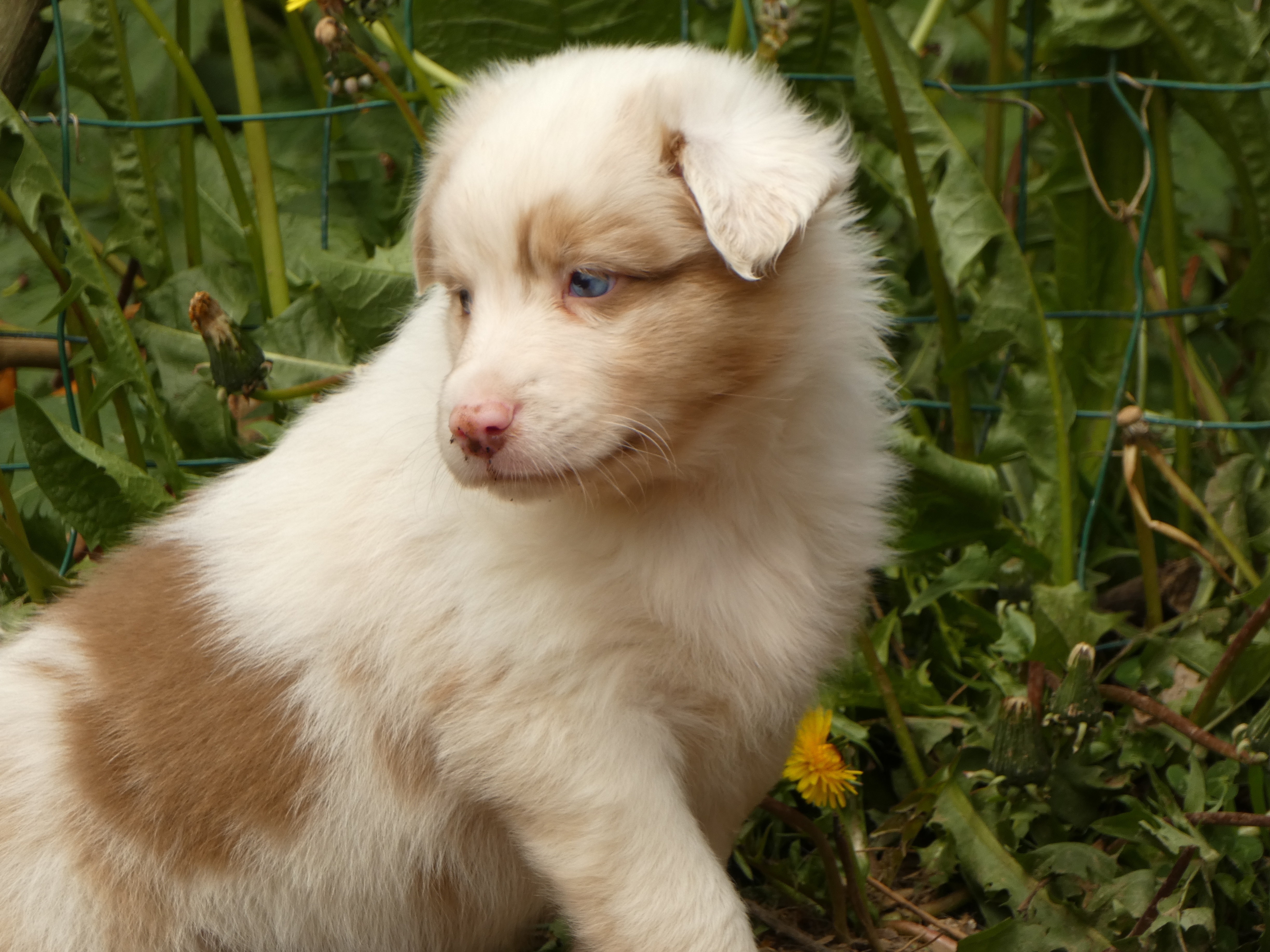 Femelle rouge merle de 5 semaines Photo d'un chiot berger australien, issue de la portée de Poca et Winnie, âgée de 5 semaines.