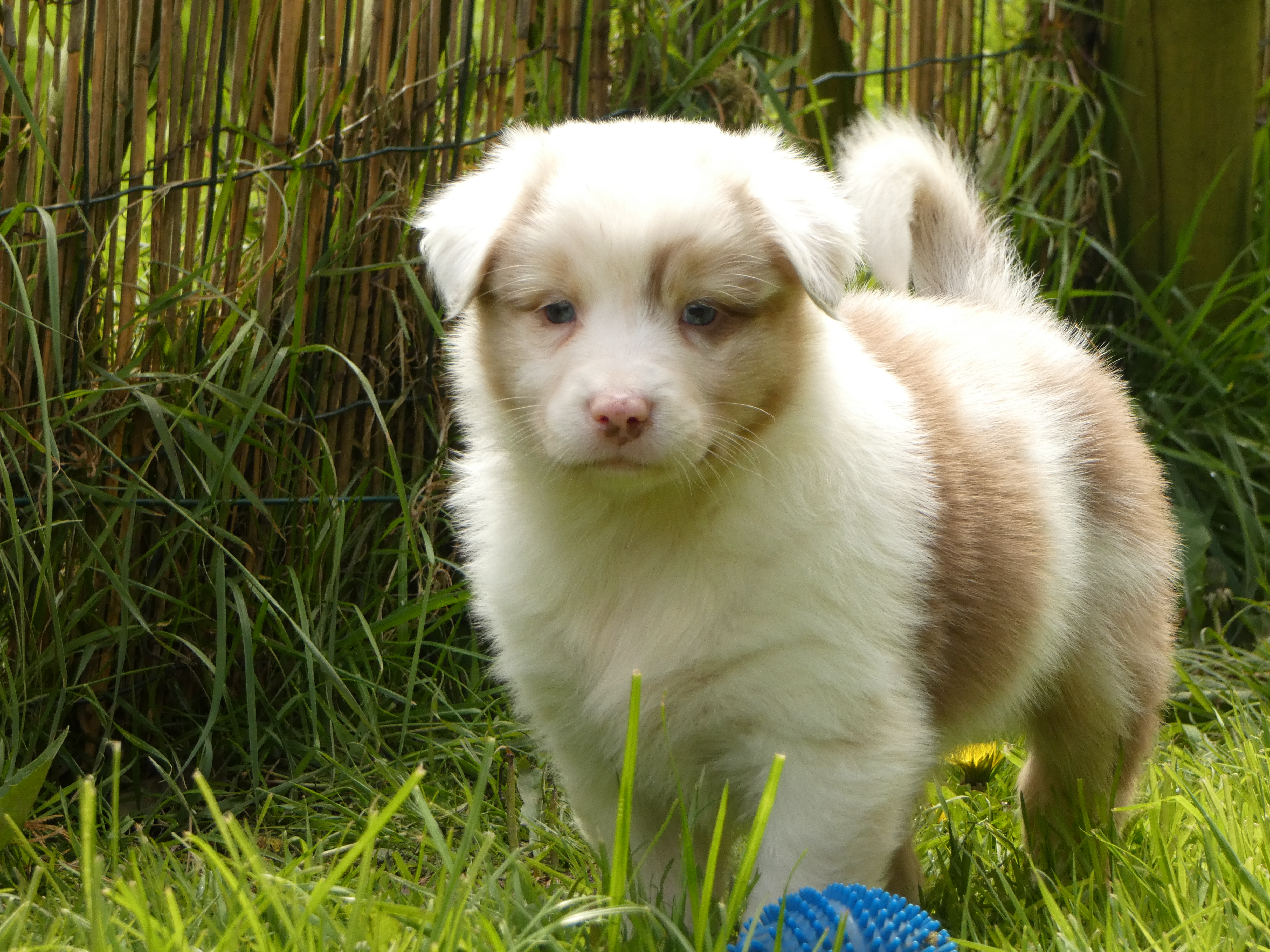 Femelle rouge merle de 5 semaines Photo d'un chiot berger australien, issue de la portée de Poca et Winnie, âgée de 5 semaines.