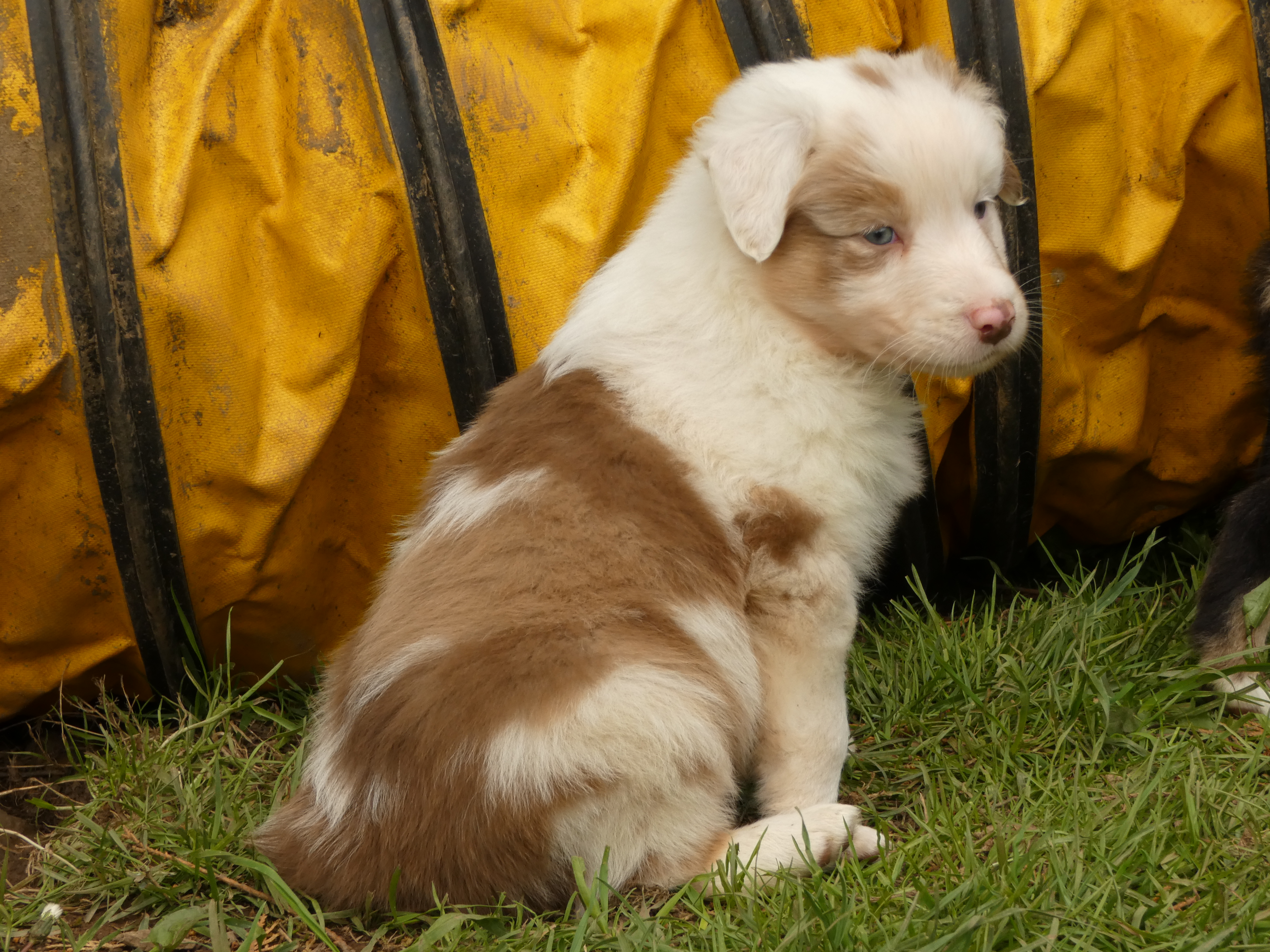 Mâle rouge merle de 5 semaines Photo d'un chiot berger australien, issu de la portée de Poca et Winnie, âgé de 5 semaines.