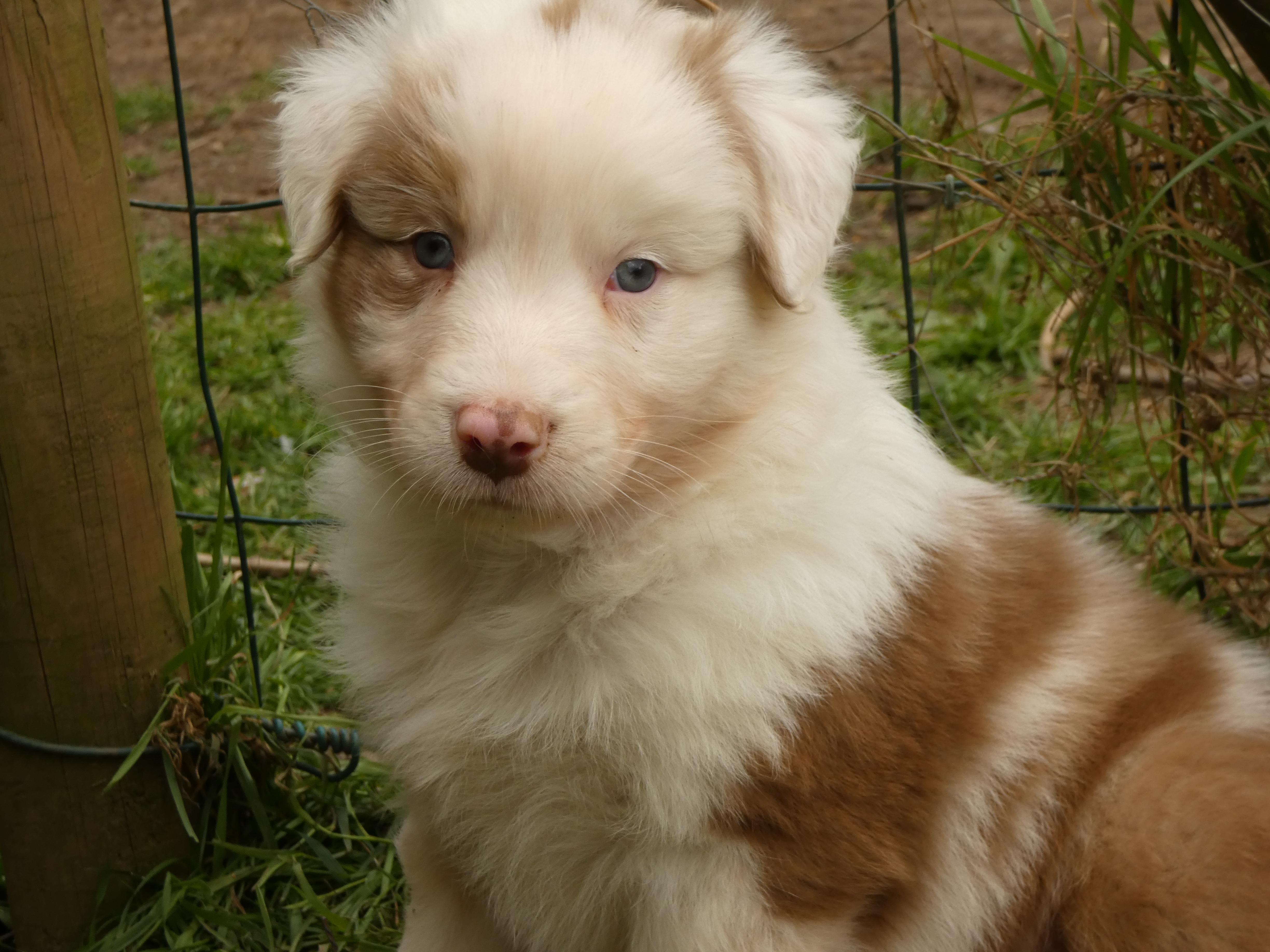 Mâle rouge merle de 5 semaines Photo d'un chiot berger australien, issu de la portée de Poca et Winnie, âgé de 5 semaines.
