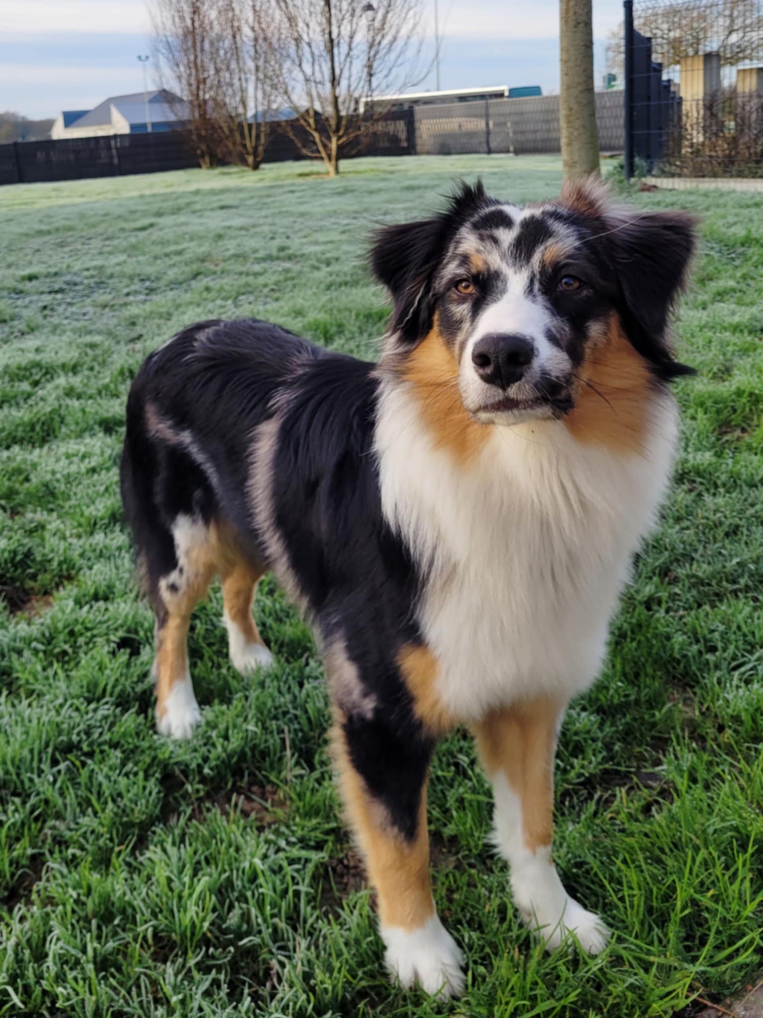 Photo d'un chiot berger australien, issue de la portée de Poca et Winnie.