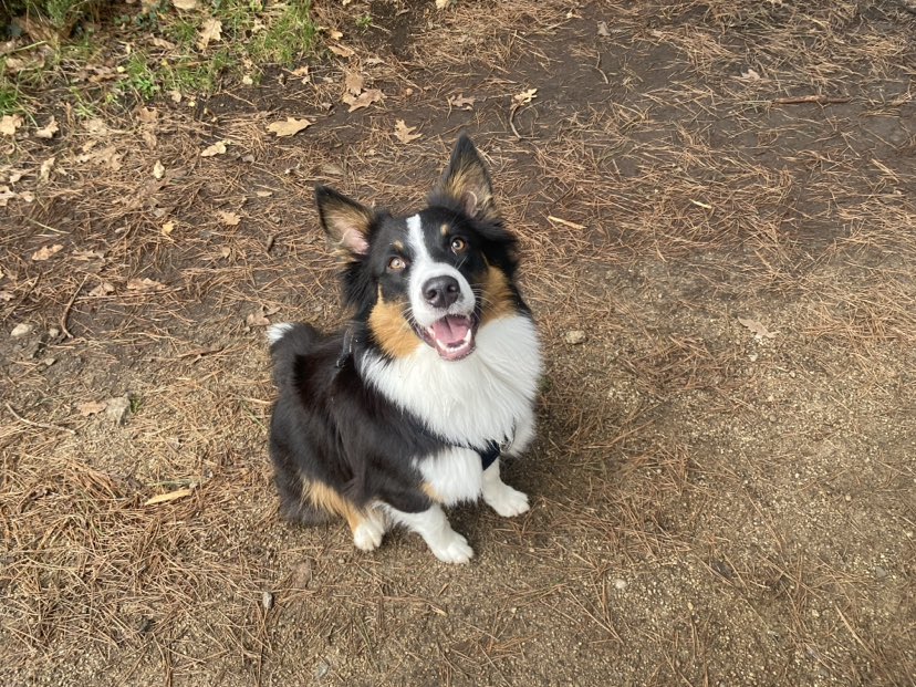 Photo d'un chiot berger australien, issue de la portée de Poca et Winnie.