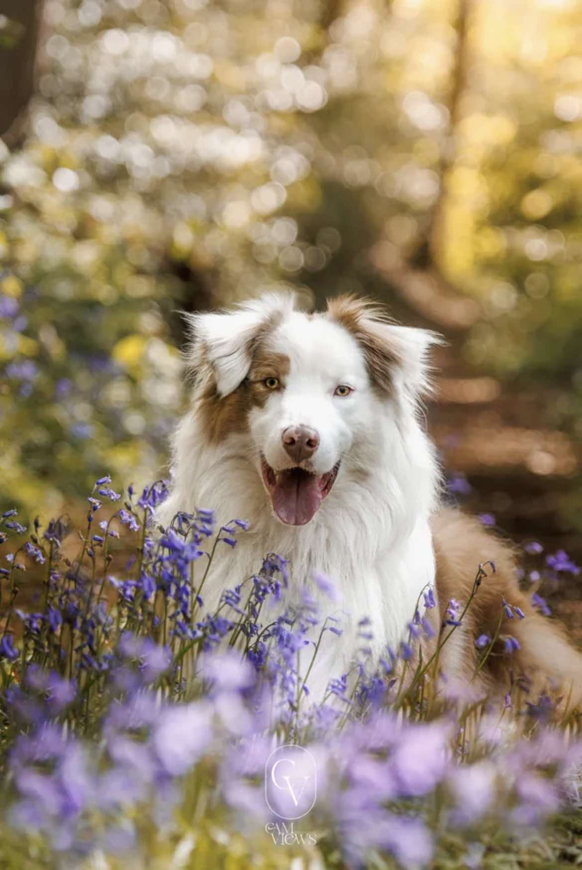 Photo d'un chiot berger australien, issu de la portée de Poca et Winnie.