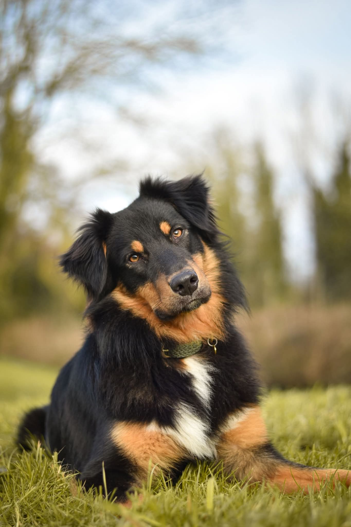 Photo d'un chiot berger australien, issu de la portée de Poca et Winnie.
