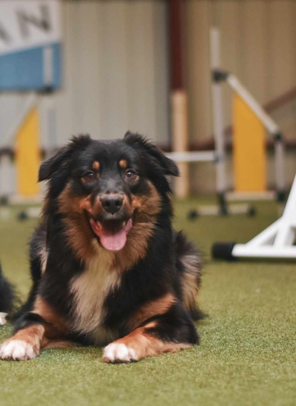 Photo d'un chiot berger australien, issue de la portée de Poca et Winnie.
