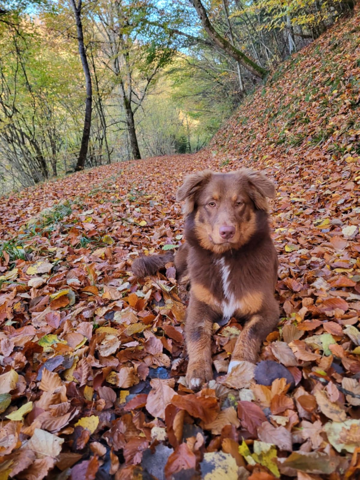 Photo d'un chiot berger australien, issu de la portée de Poca et Simba.
