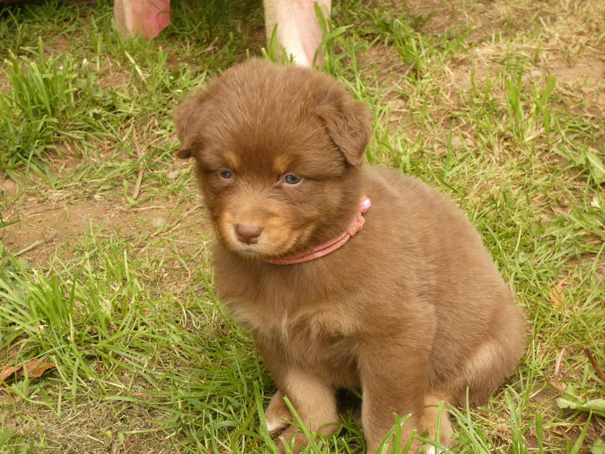 Femelle rouge tricolore minimal white à 1 mois Photo d'un chiot berger australien, issue de la portée de Poca et Simba, à 1 mois.
