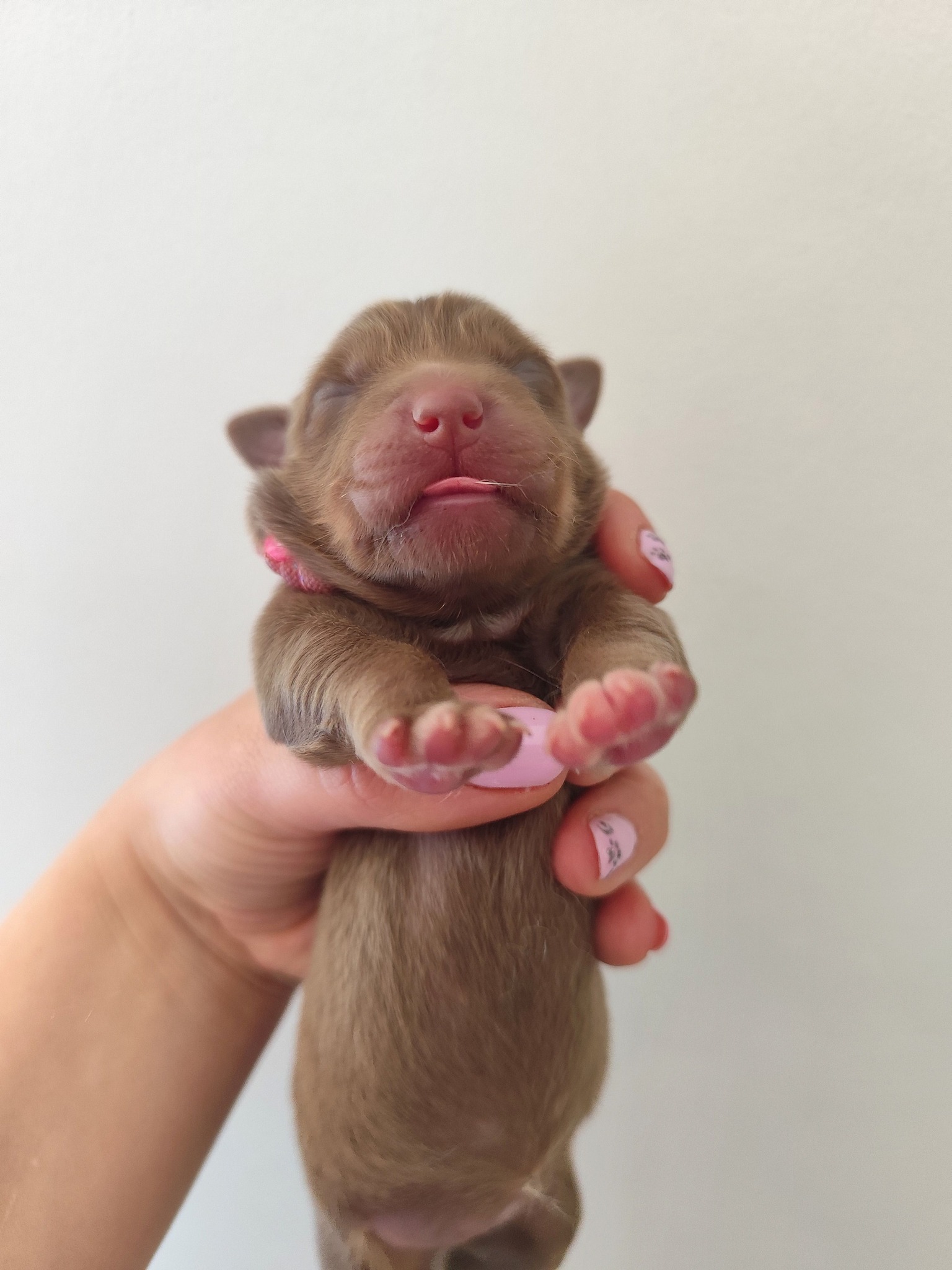 Femelle rouge tricolore minimal white à la naissance Photo d'un chiot berger australien, issue de la portée de Poca et Simba, à la naissance.