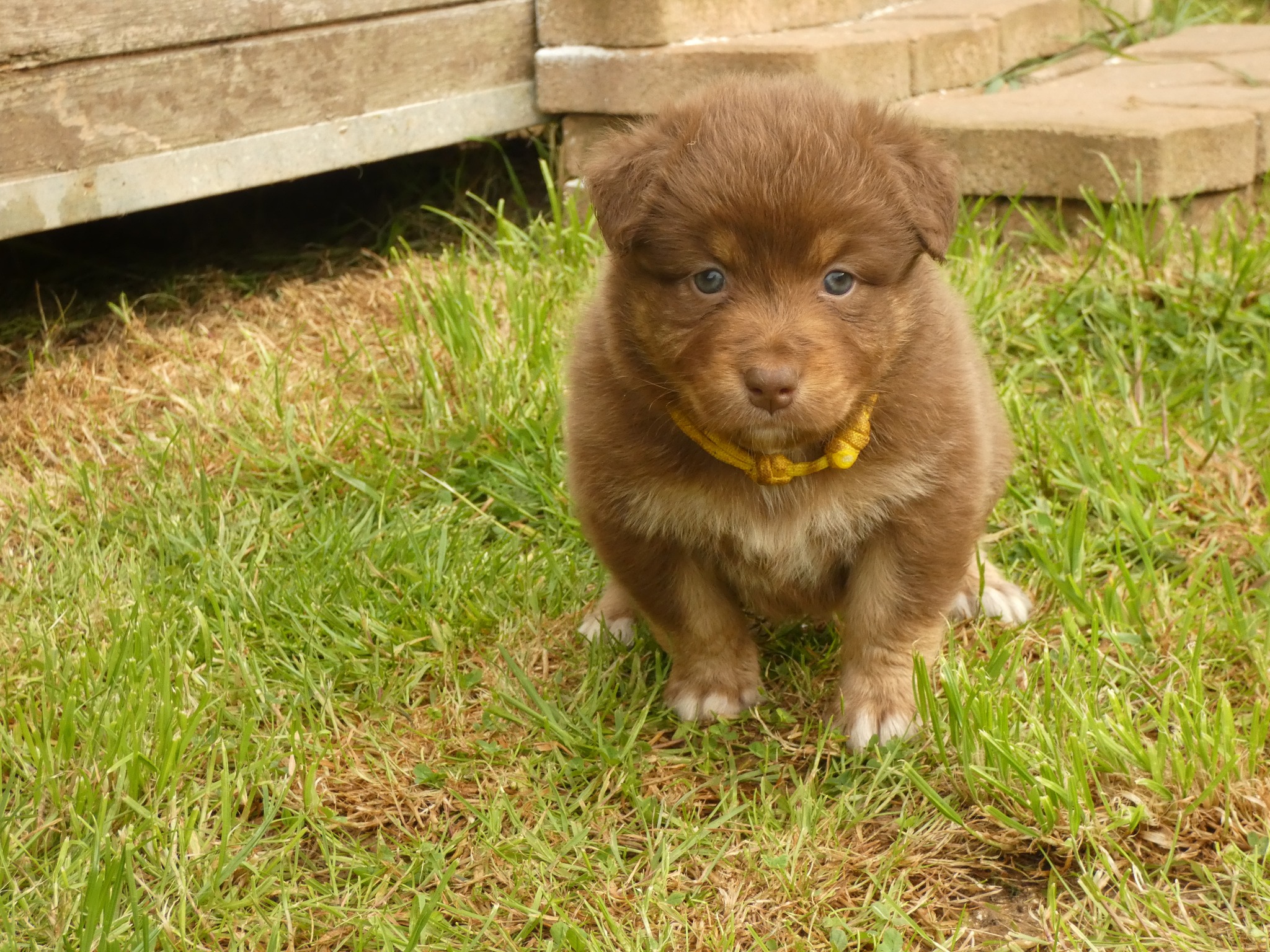 Femelle rouge tricolore minimal white à 1 mois Photo d'un chiot berger australien, issue de la portée de Poca et Simba, à 1 mois.