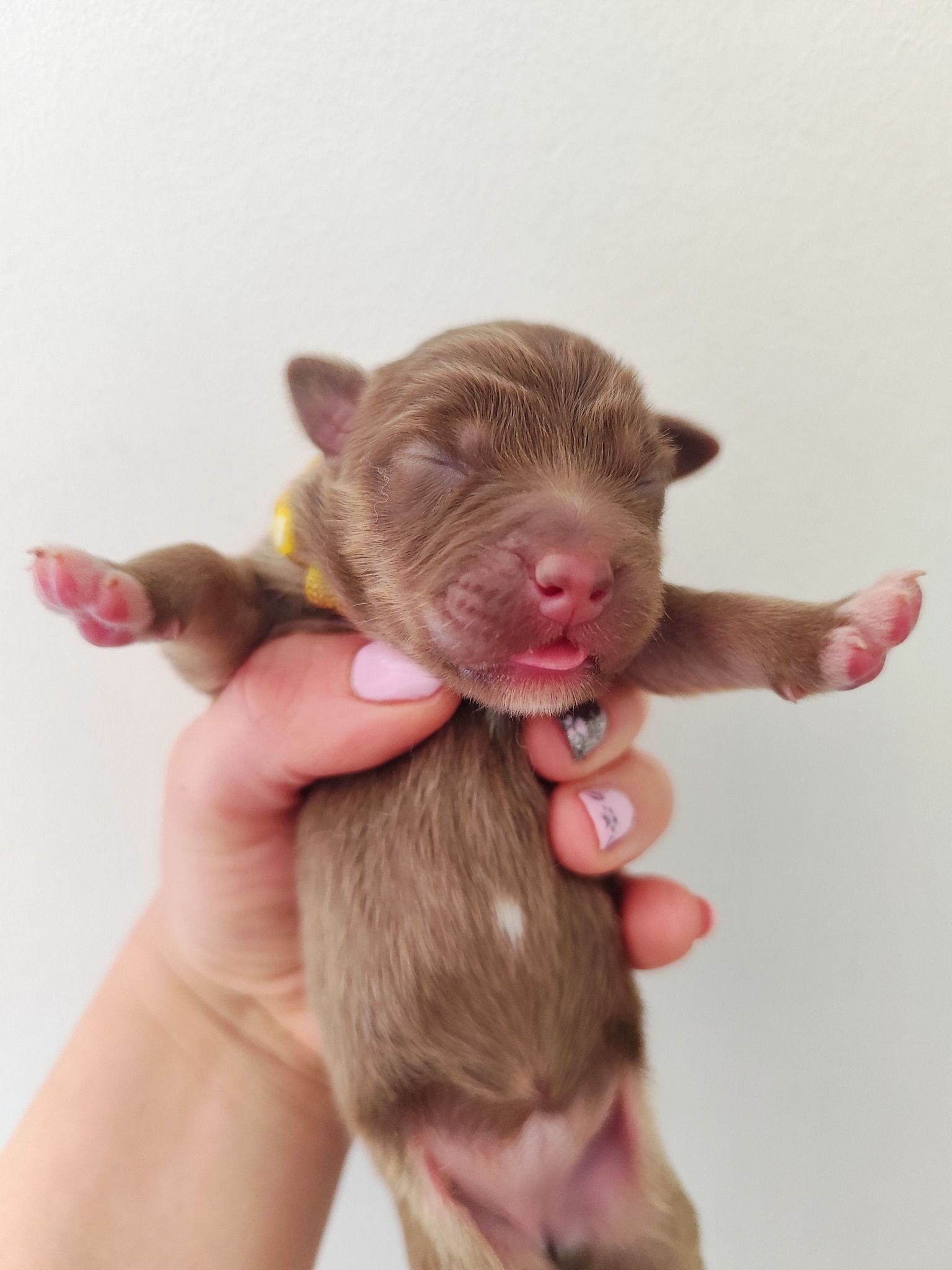 Femelle rouge tricolore minimal white à la naissance Photo d'un chiot berger australien, issue de la portée de Poca et Simba, à la naissance.