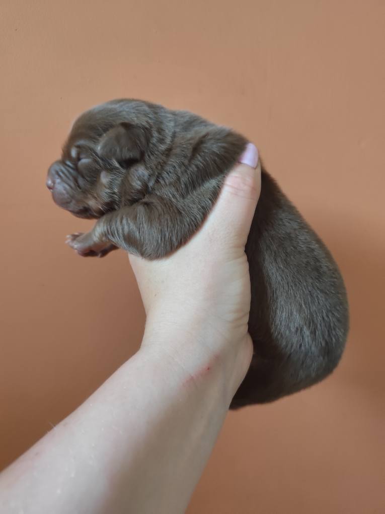 Femelle rouge tricolore minimal white à la naissance Photo d'un chiot berger australien, issue de la portée de Poca et Simba, à la naissance.