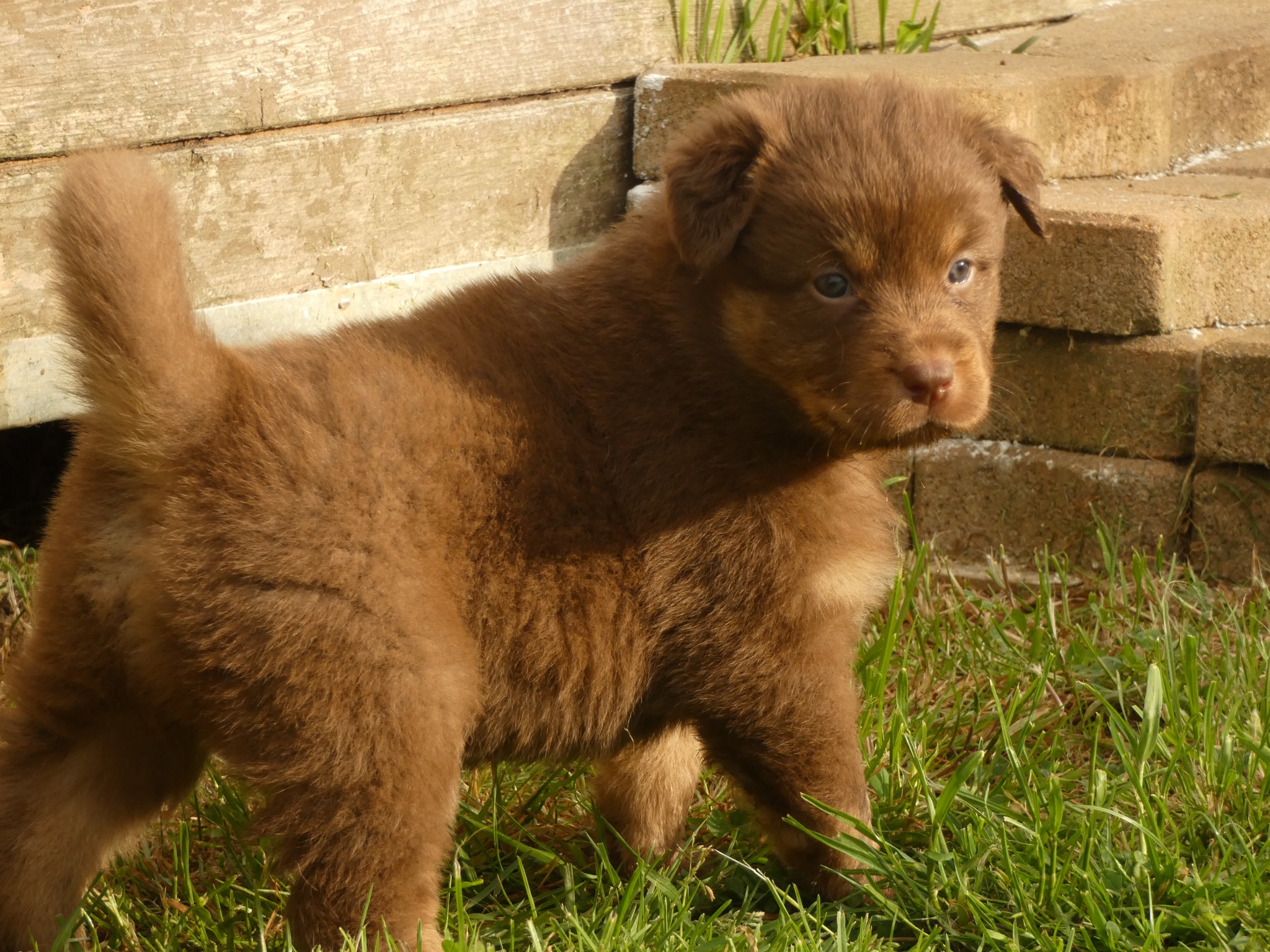 Femelle rouge tricolore minimal white à 1 mois Photo d'un chiot berger australien, issue de la portée de Poca et Simba, à 1 mois.