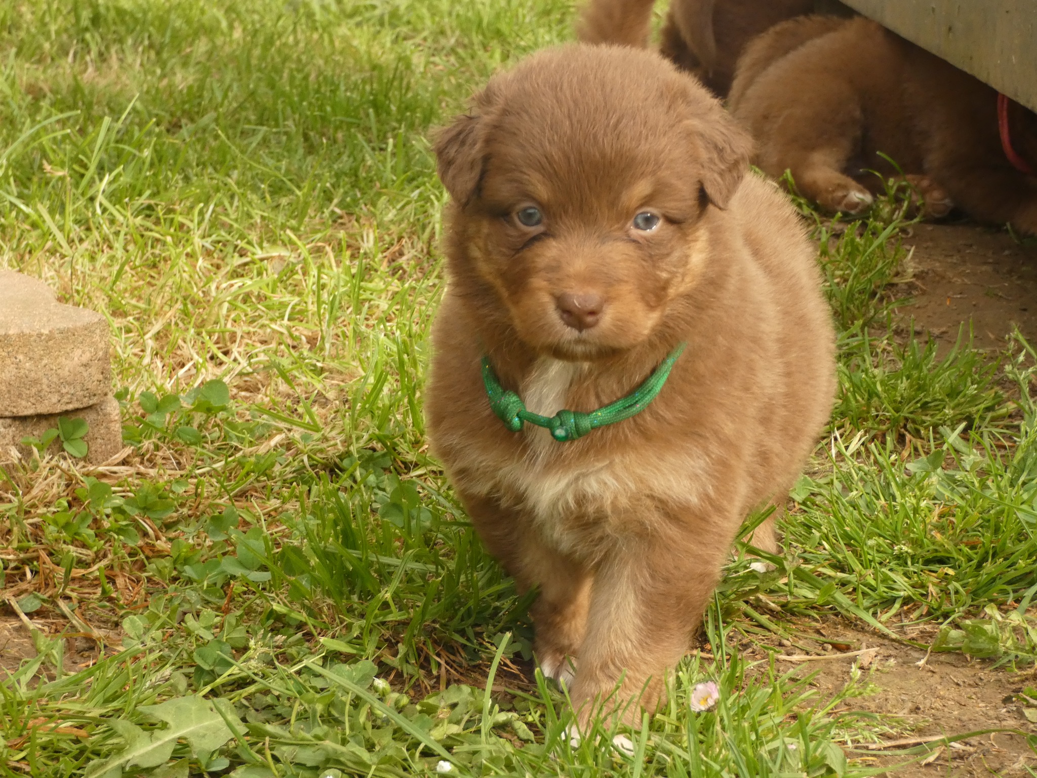 Femelle rouge tricolore minimal white à 1 mois Photo d'un chiot berger australien, issue de la portée de Poca et Simba, à 1 mois.