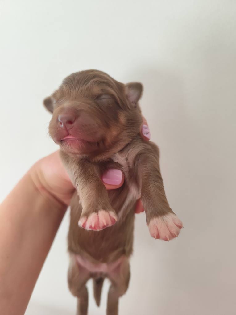 Femelle rouge tricolore minimal white à la naissance Photo d'un chiot berger australien, issue de la portée de Poca et Simba, à la naissance.