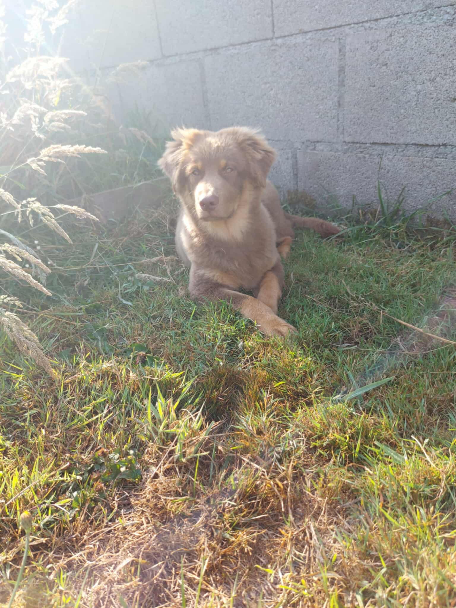 Photo d'un chiot berger australien, issue de la portée de Poca et Simba.