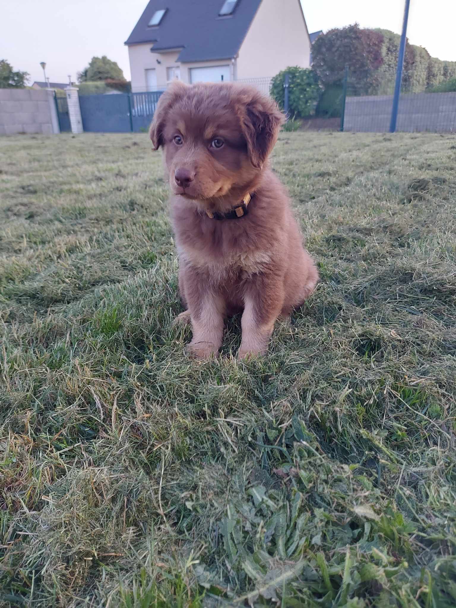 Femelle rouge tricolore minimal white à 2 mois Photo d'un chiot berger australien, issue de la portée de Poca et Simba, à 2 mois.