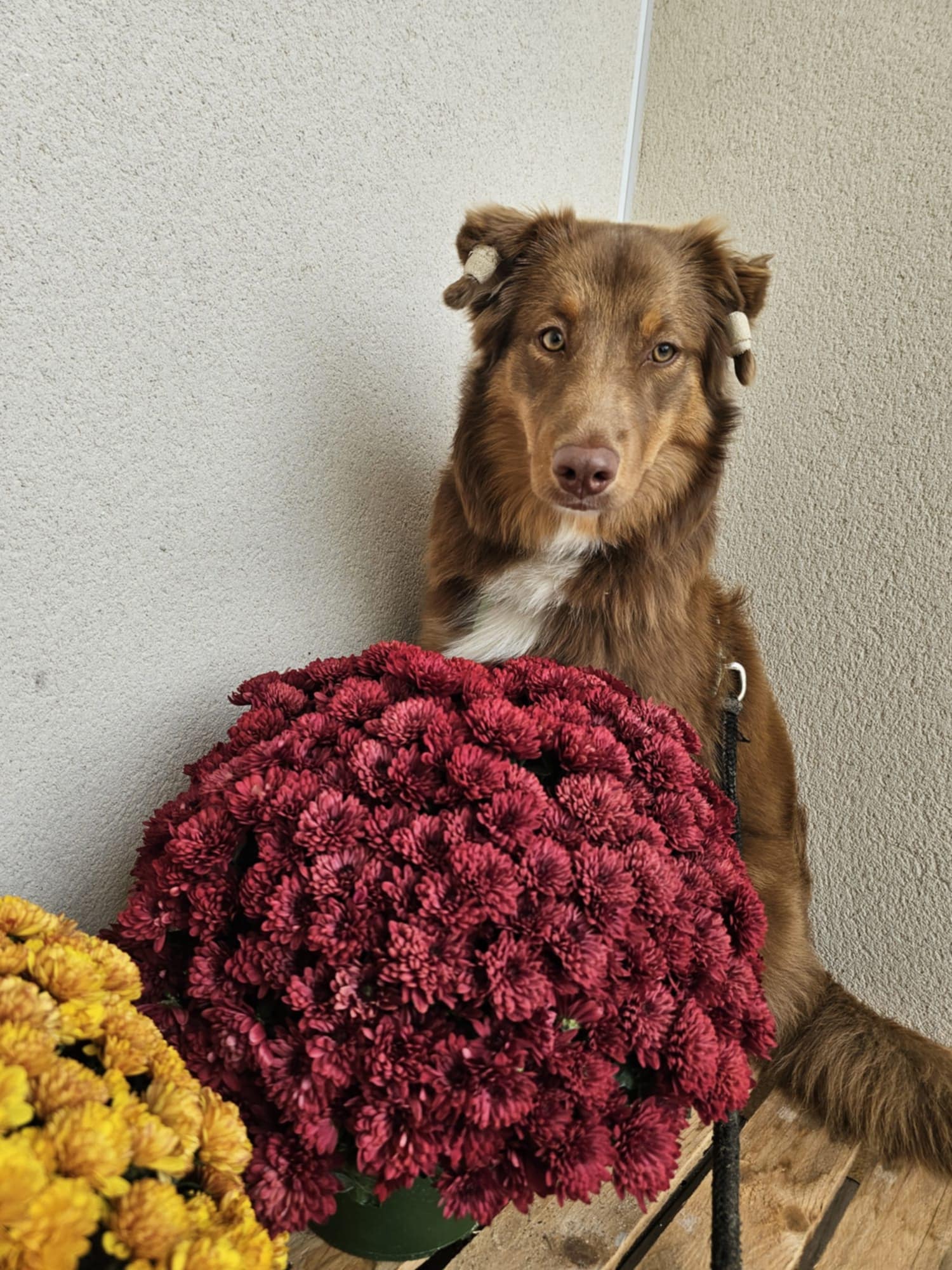 Photo d'un chiot berger australien, issue de la portée de Poca et Simba.