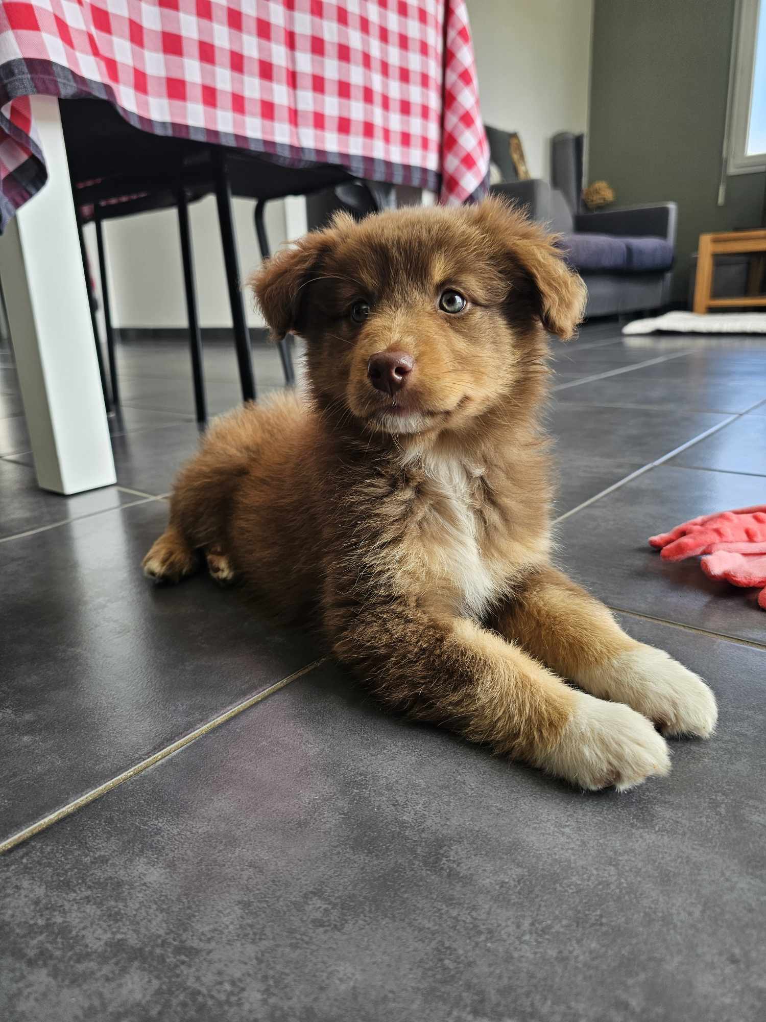 Femelle rouge tricolore minimal white à 2 mois Photo d'un chiot berger australien, issue de la portée de Poca et Simba, à 2 mois.