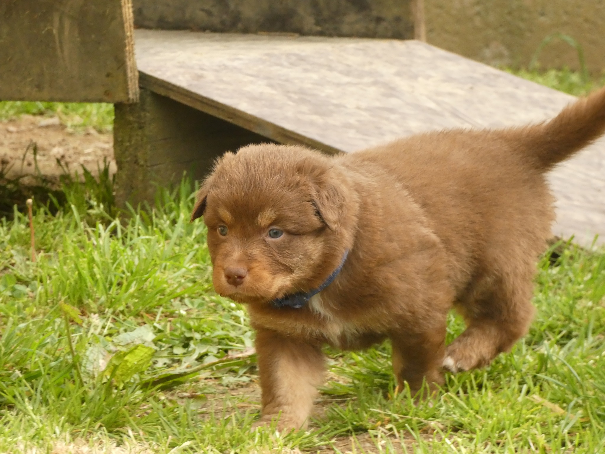 Mâle rouge tricolore minimal white à 1 mois Photo d'un chiot berger australien, issu de la portée de Poca et Simba, à 1 mois.