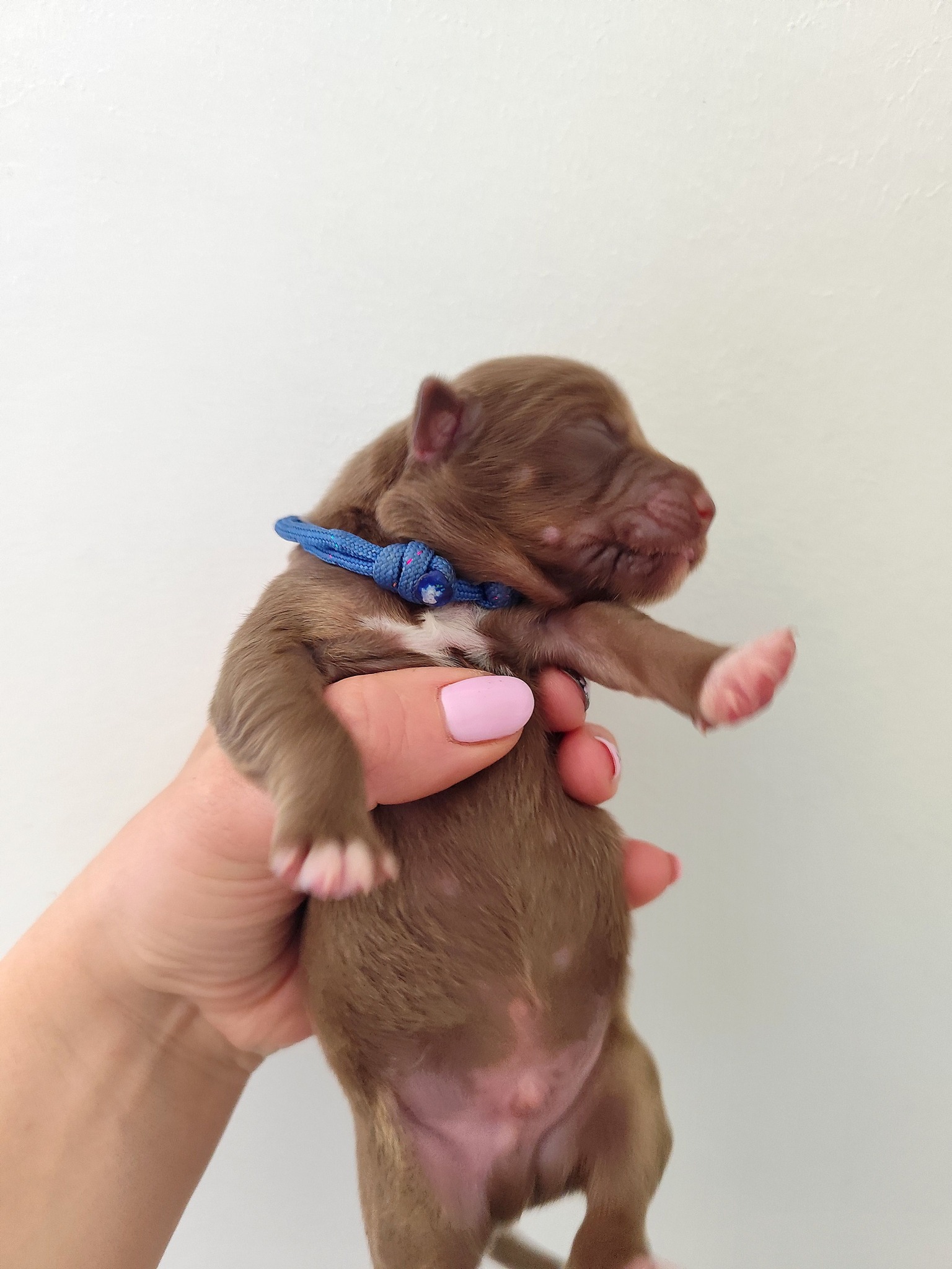 Mâle rouge tricolore minimal white à la naissance Photo d'un chiot berger australien, issu de la portée de Poca et Simba, à la naissance.