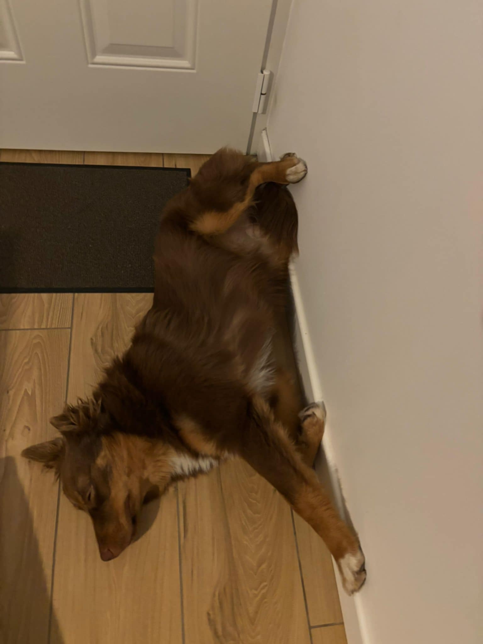 Photo d'un chiot berger australien, issue de la portée de Poca et Simba.