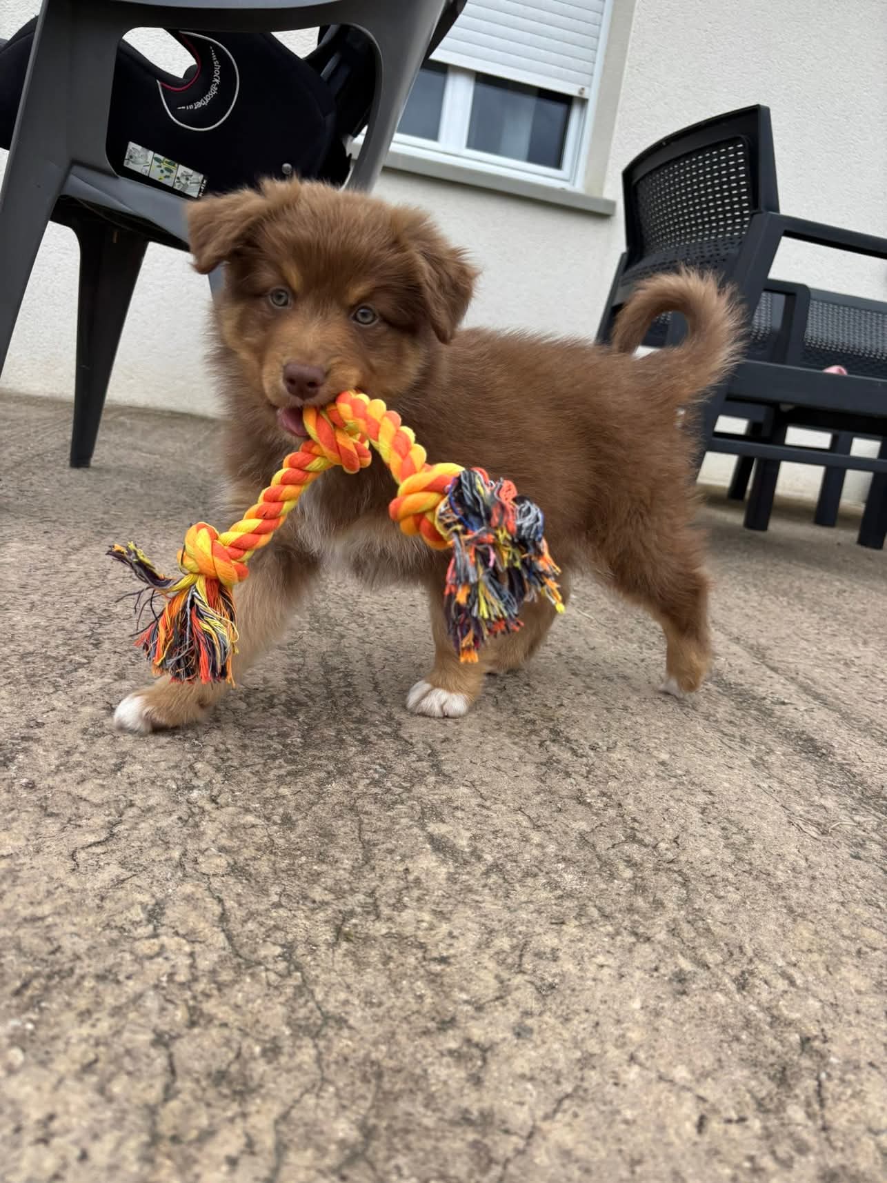 Femelle rouge tricolore minimal white à 2 mois Photo d'un chiot berger australien, issue de la portée de Poca et Simba, à 2 mois.
