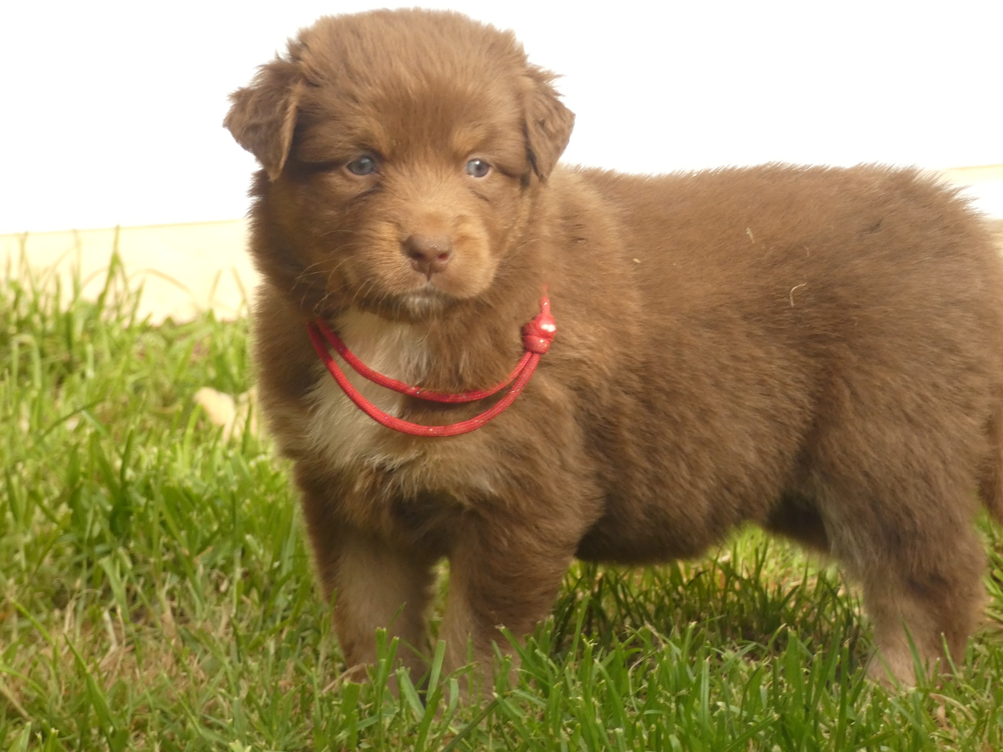 Femelle rouge tricolore minimal white à 1 mois Photo d'un chiot berger australien, issue de la portée de Poca et Simba, à 1 mois.