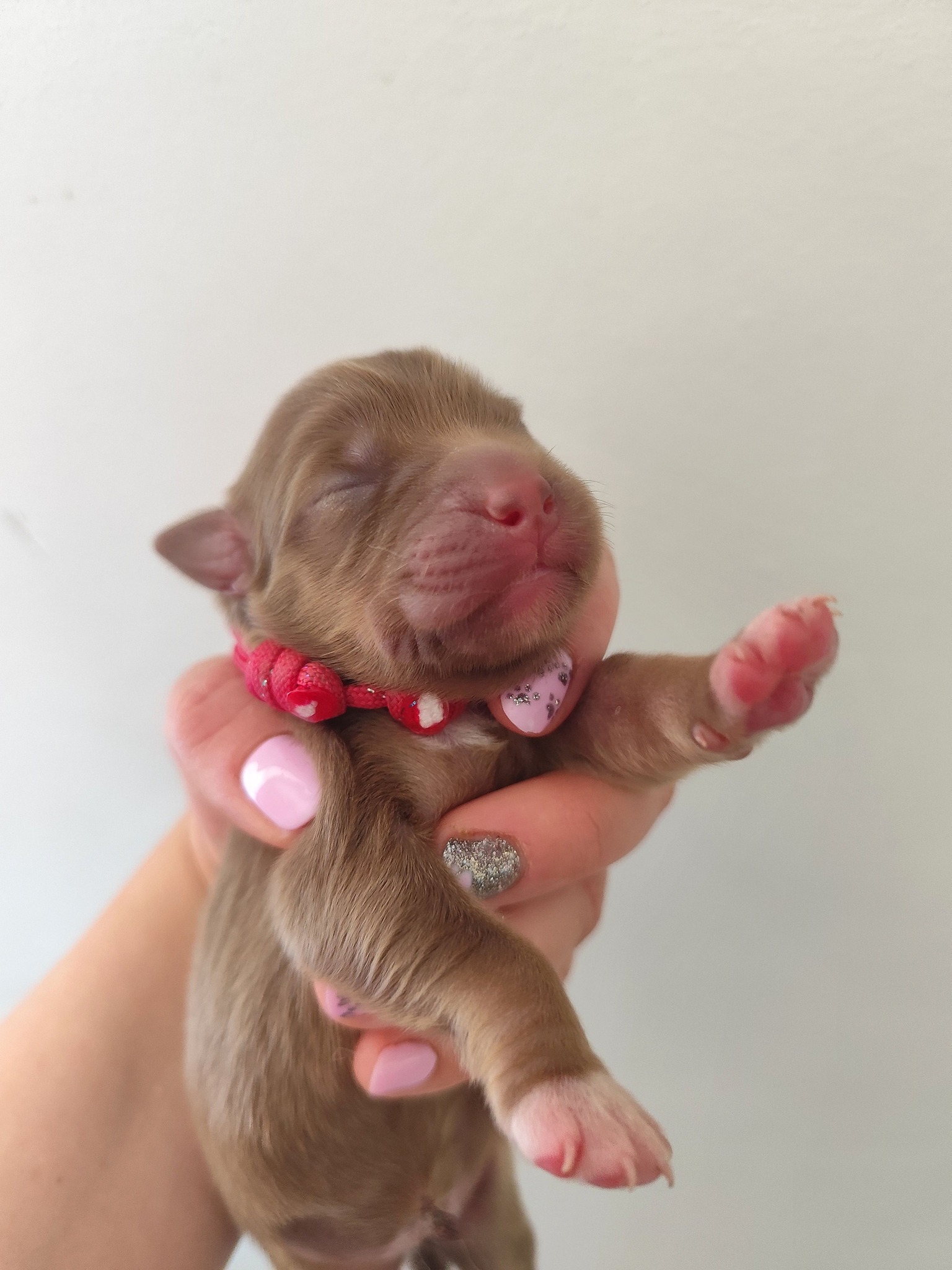 Femelle rouge tricolore minimal white à la naissance Photo d'un chiot berger australien, issue de la portée de Poca et Simba, à la naissance.