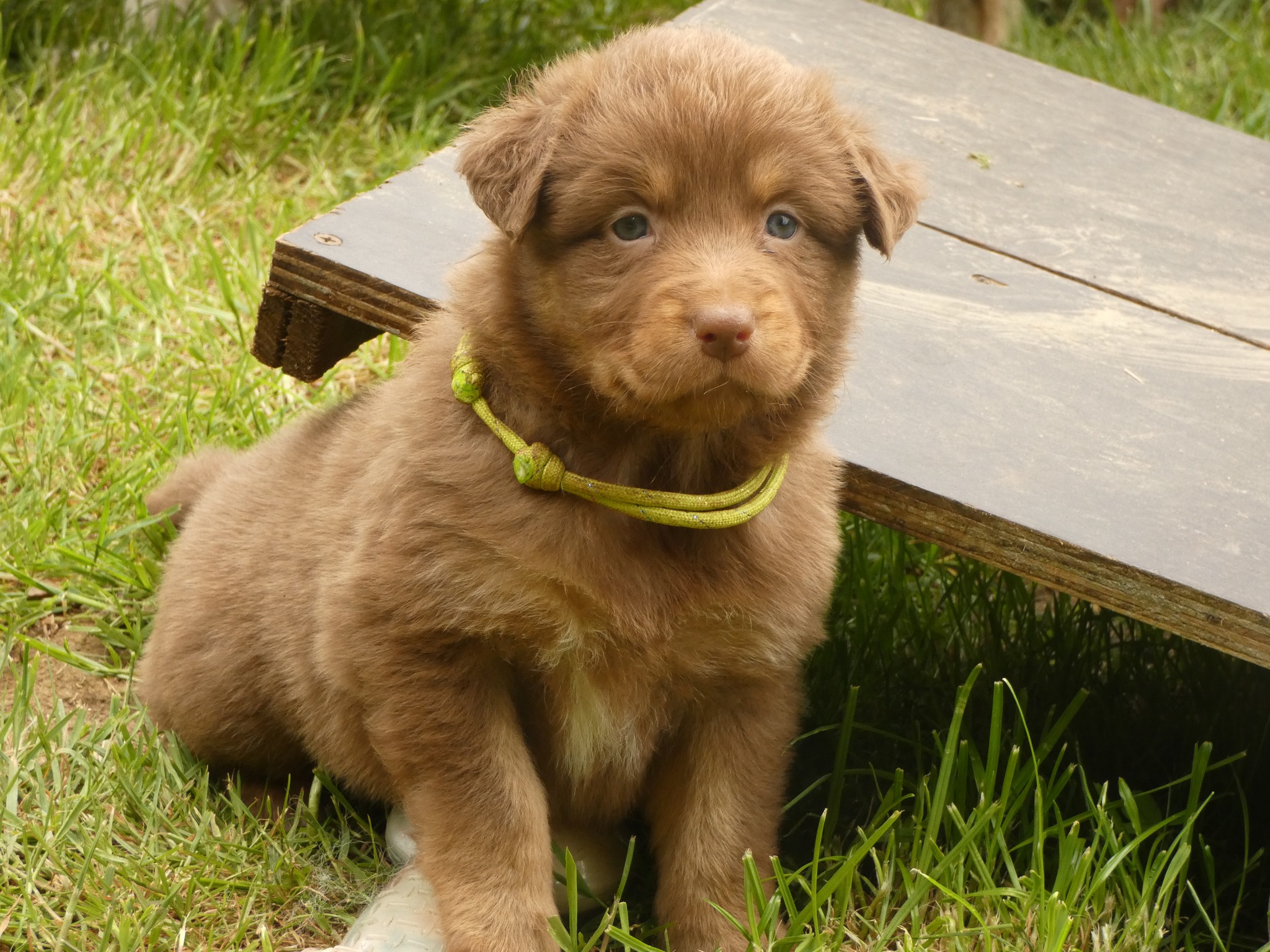 Femelle rouge tricolore minimal white à 1 mois Photo d'un chiot berger australien, issue de la portée de Poca et Simba, à 1 mois.