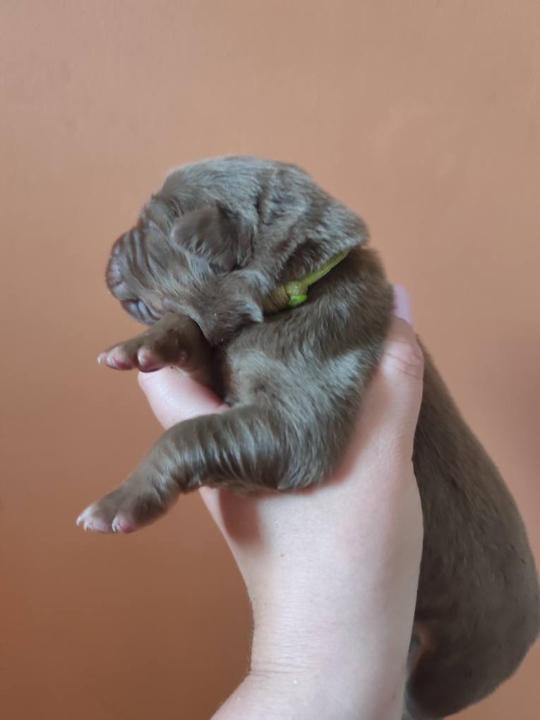 Femelle rouge tricolore minimal white à la naissance Photo d'un chiot berger australien, issue de la portée de Poca et Simba, à la naissance.