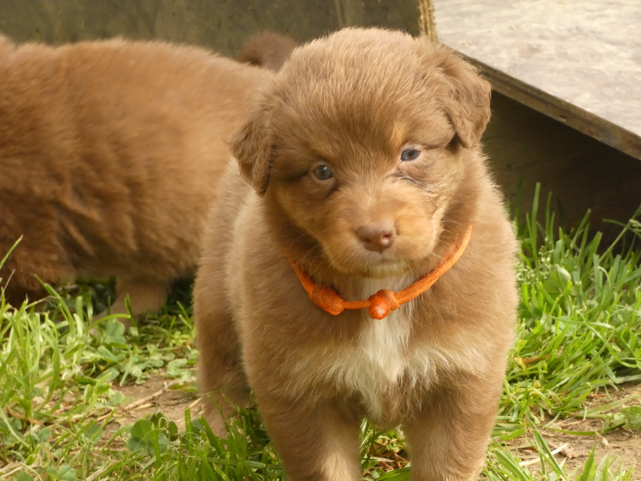 Femelle rouge tricolore minimal white à 1 mois Photo d'un chiot berger australien, issue de la portée de Poca et Simba, à 1 mois.