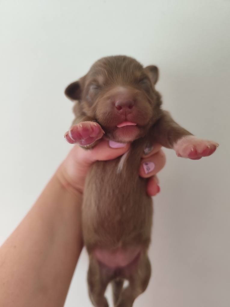 Femelle rouge tricolore minimal white à la naissance Photo d'un chiot berger australien, issue de la portée de Poca et Simba, à la naissance.