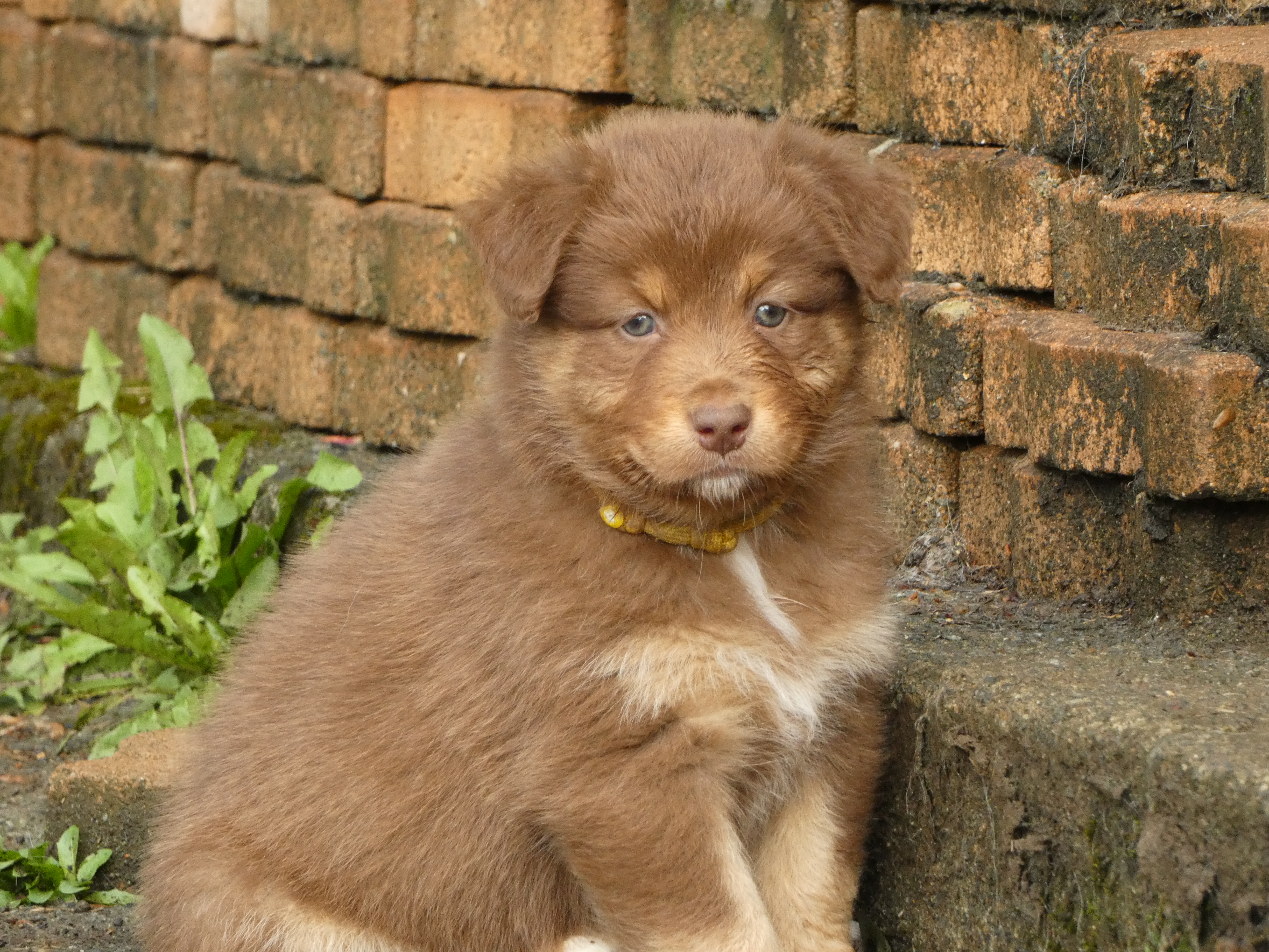 Femelle rouge tricolore minimal white à 2 mois Photo d'un chiot berger australien, issue de la portée de Poca et Simba, à 2 mois.