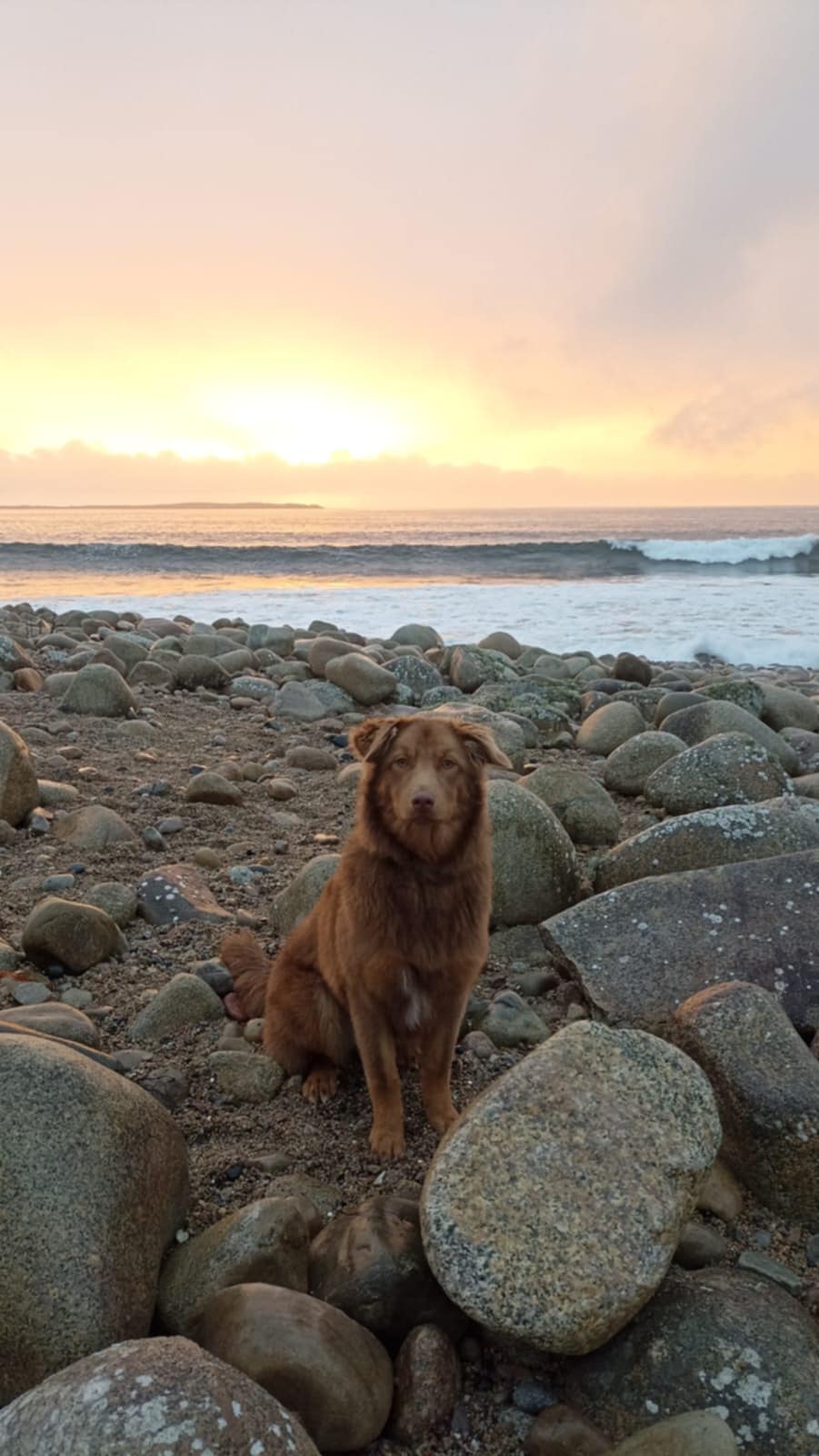 Photo d'un chiot berger australien, issue de la portée de Poca et Simba.