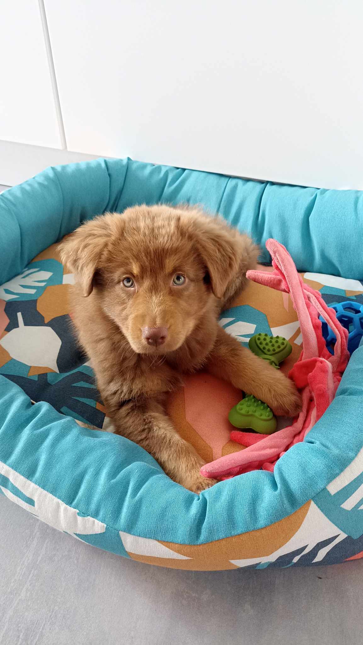Femelle rouge tricolore minimal white à 2 mois Photo d'un chiot berger australien, issue de la portée de Poca et Simba, à 2 mois.