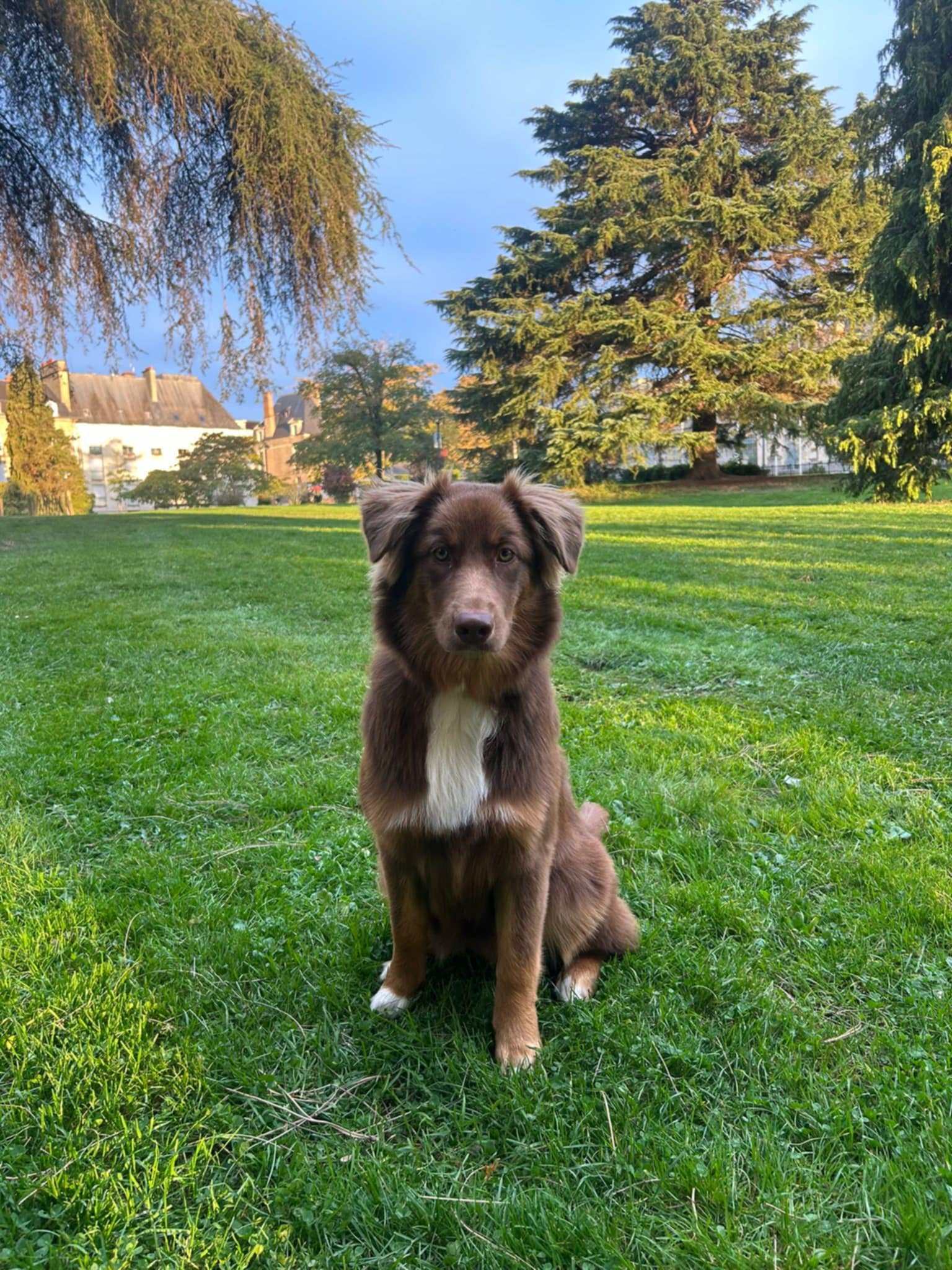 Photo d'un chiot berger australien, issue de la portée de Poca et Simba.