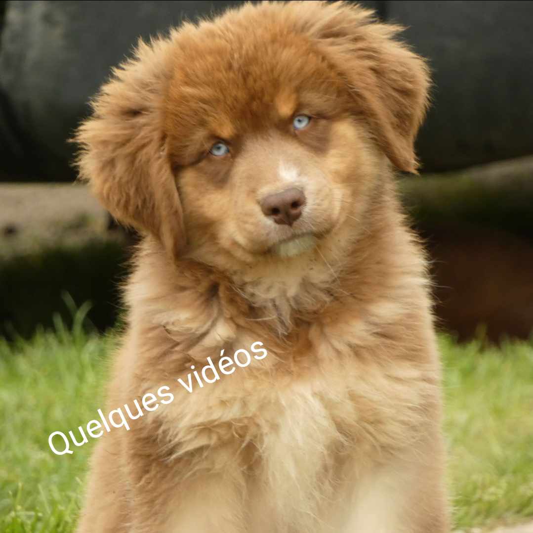 Photo d'un chiot.