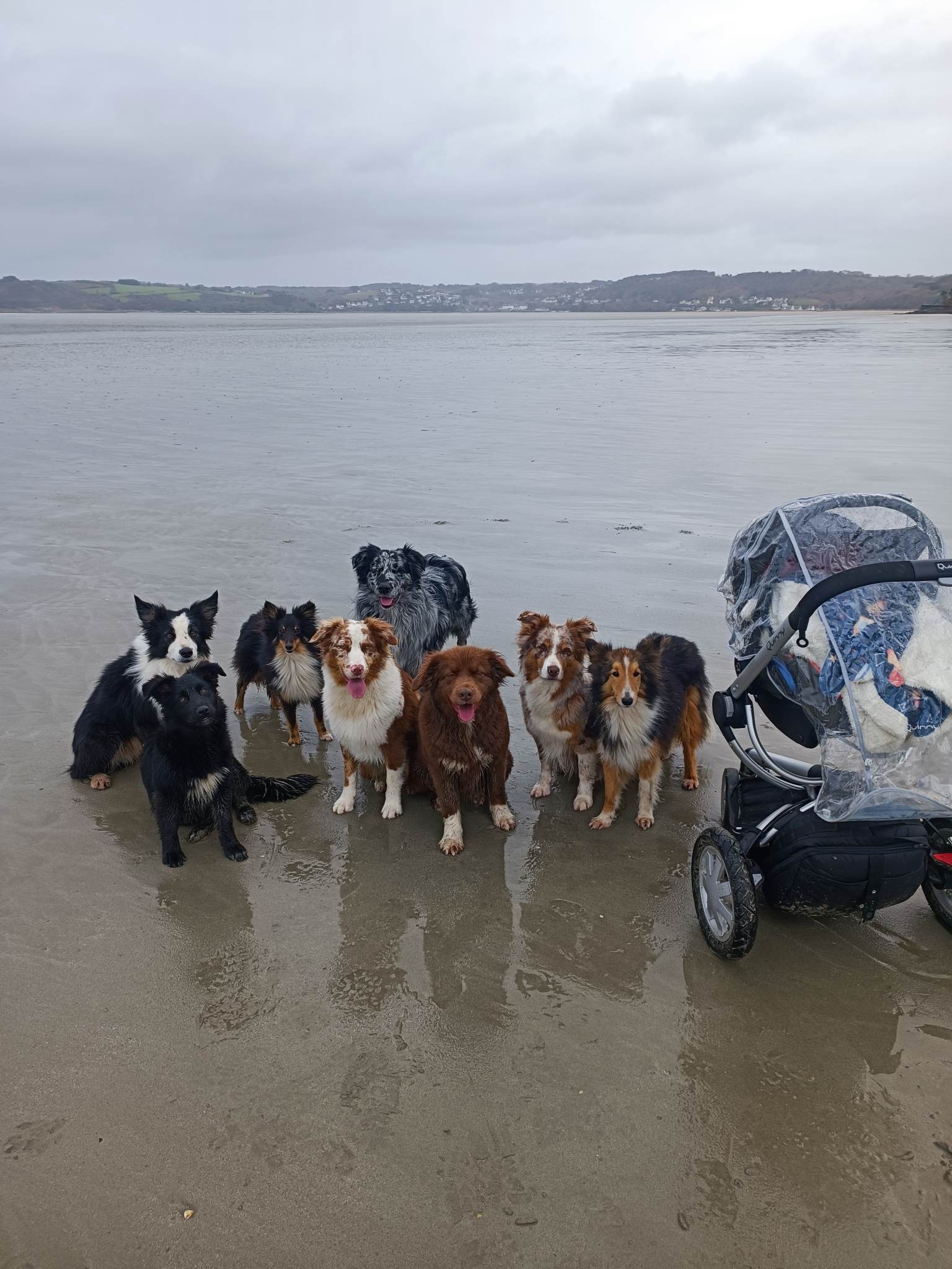 Photo de la vie des chiens.