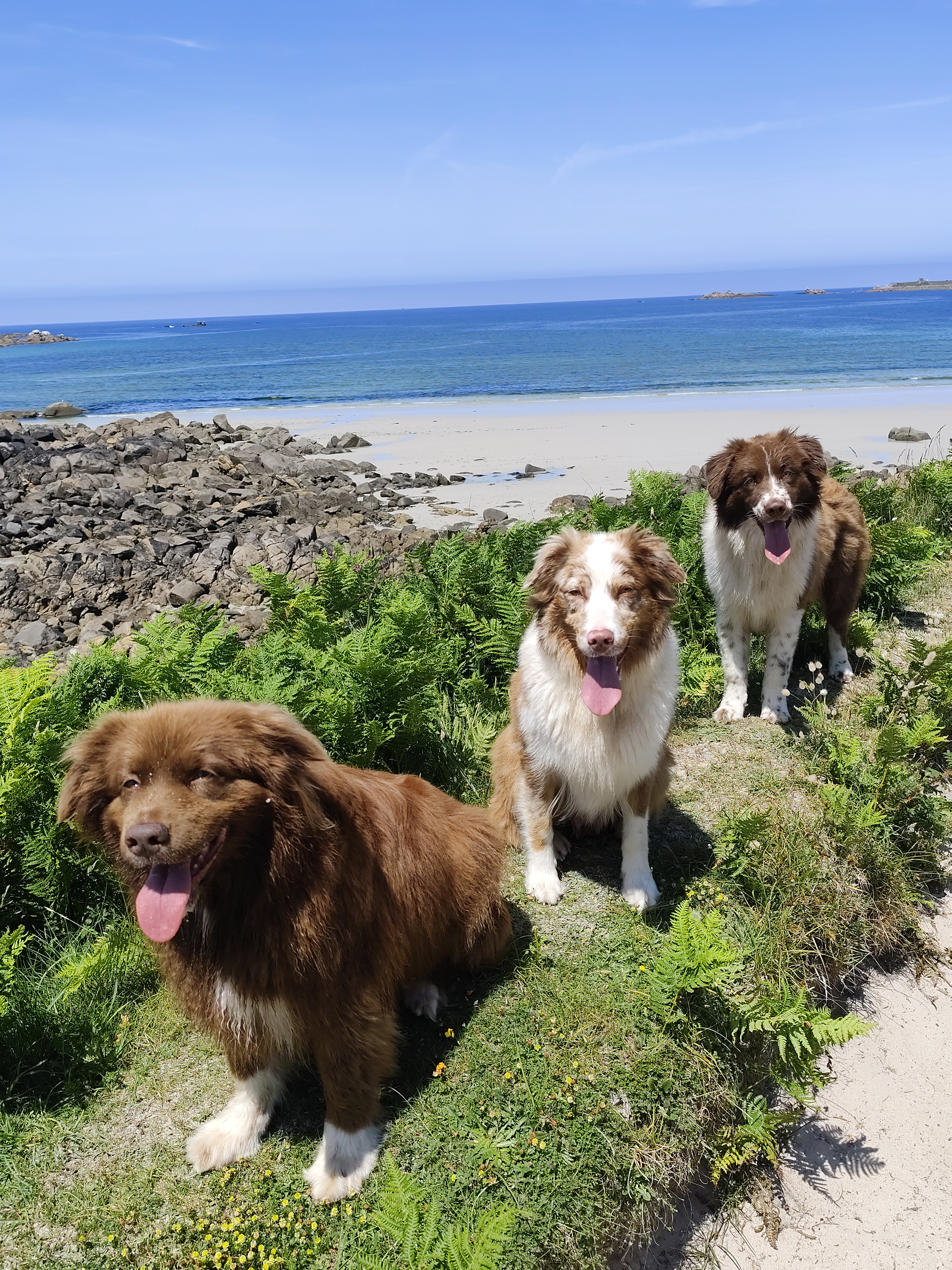 Photo de la vie des chiens.