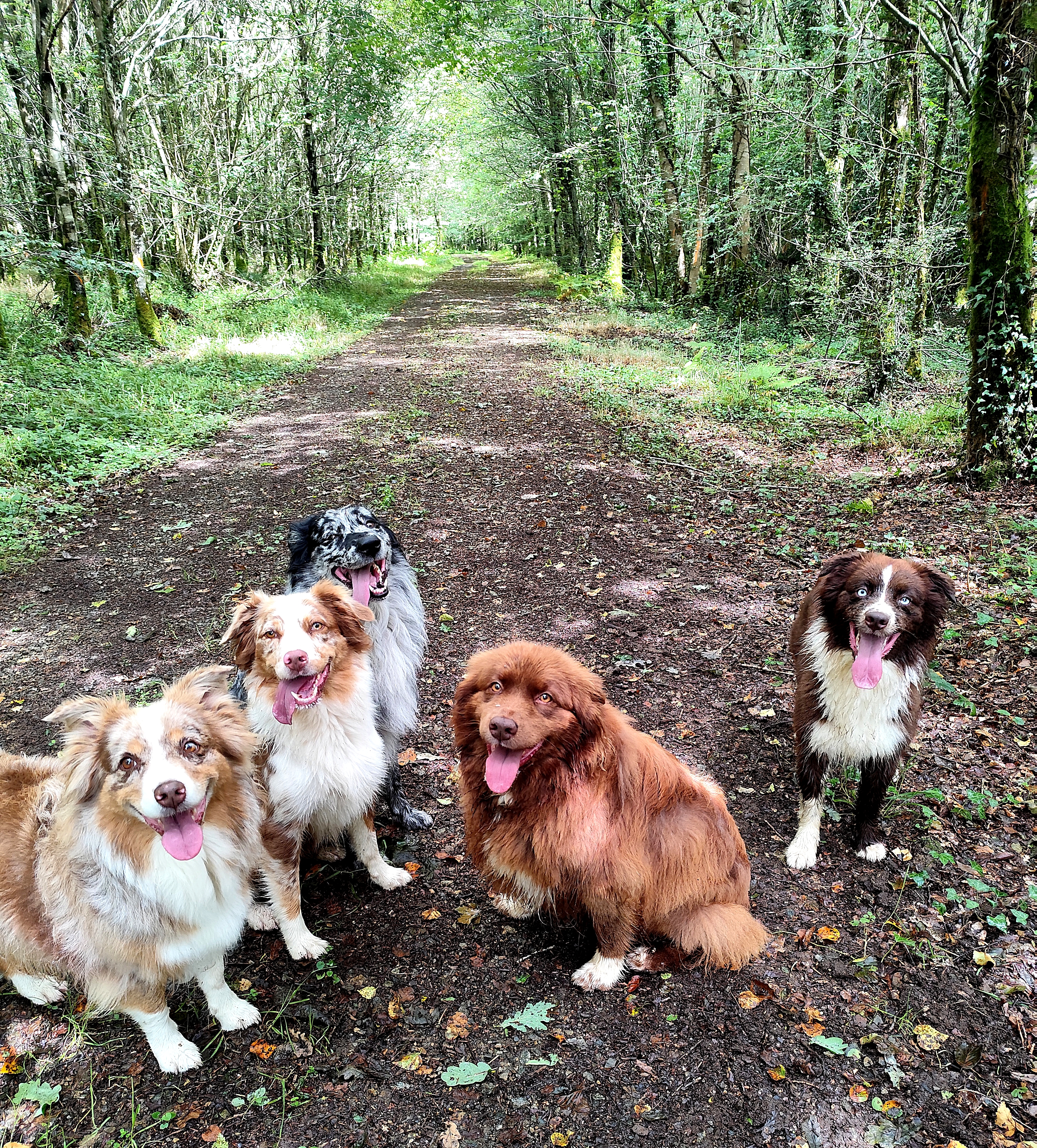 Photo de la vie des chiens.