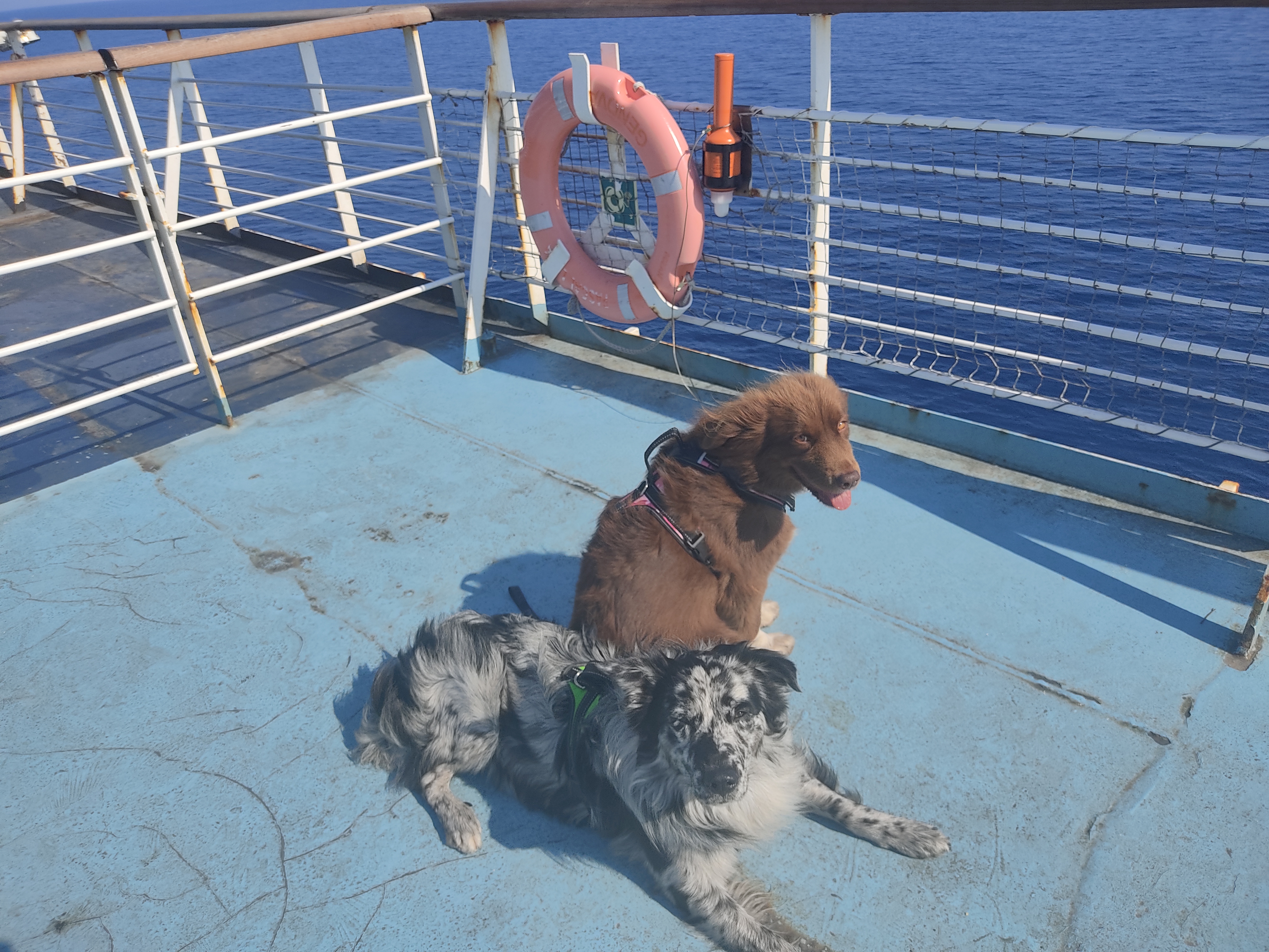 Photo de la vie des chiens.
