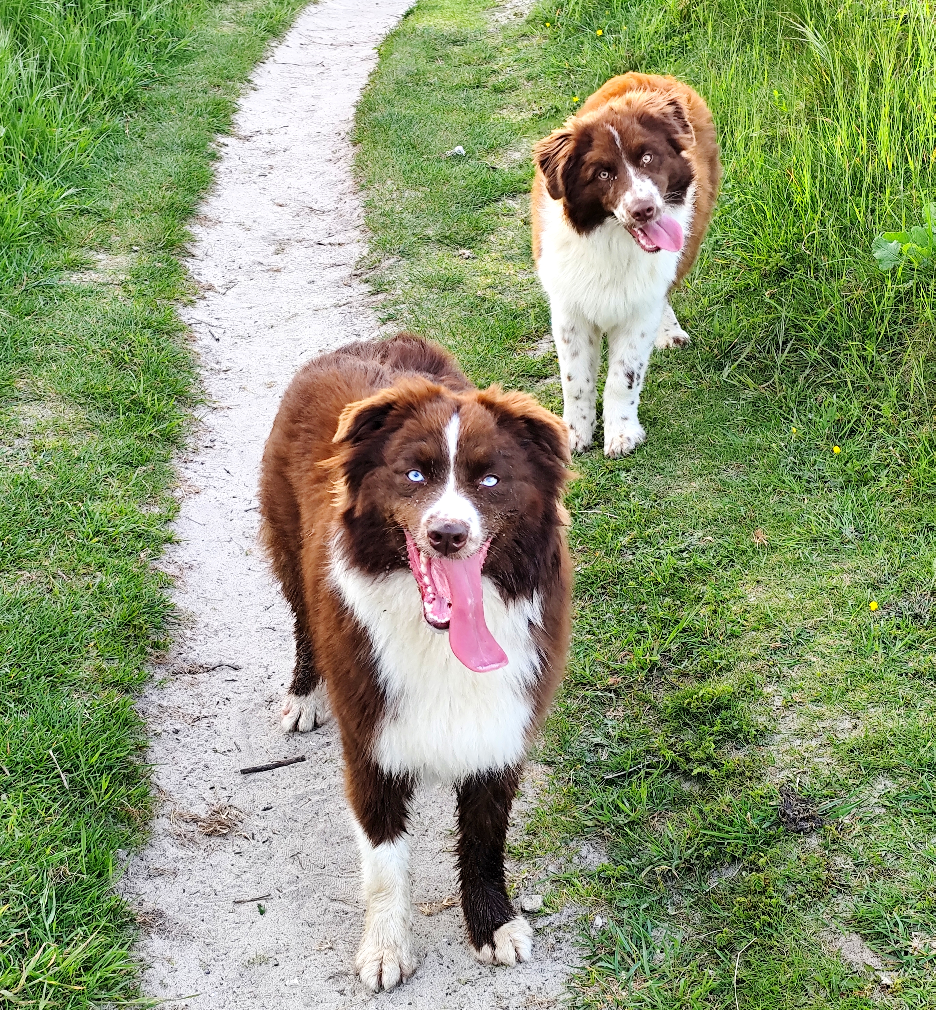 Photo de la vie des chiens.