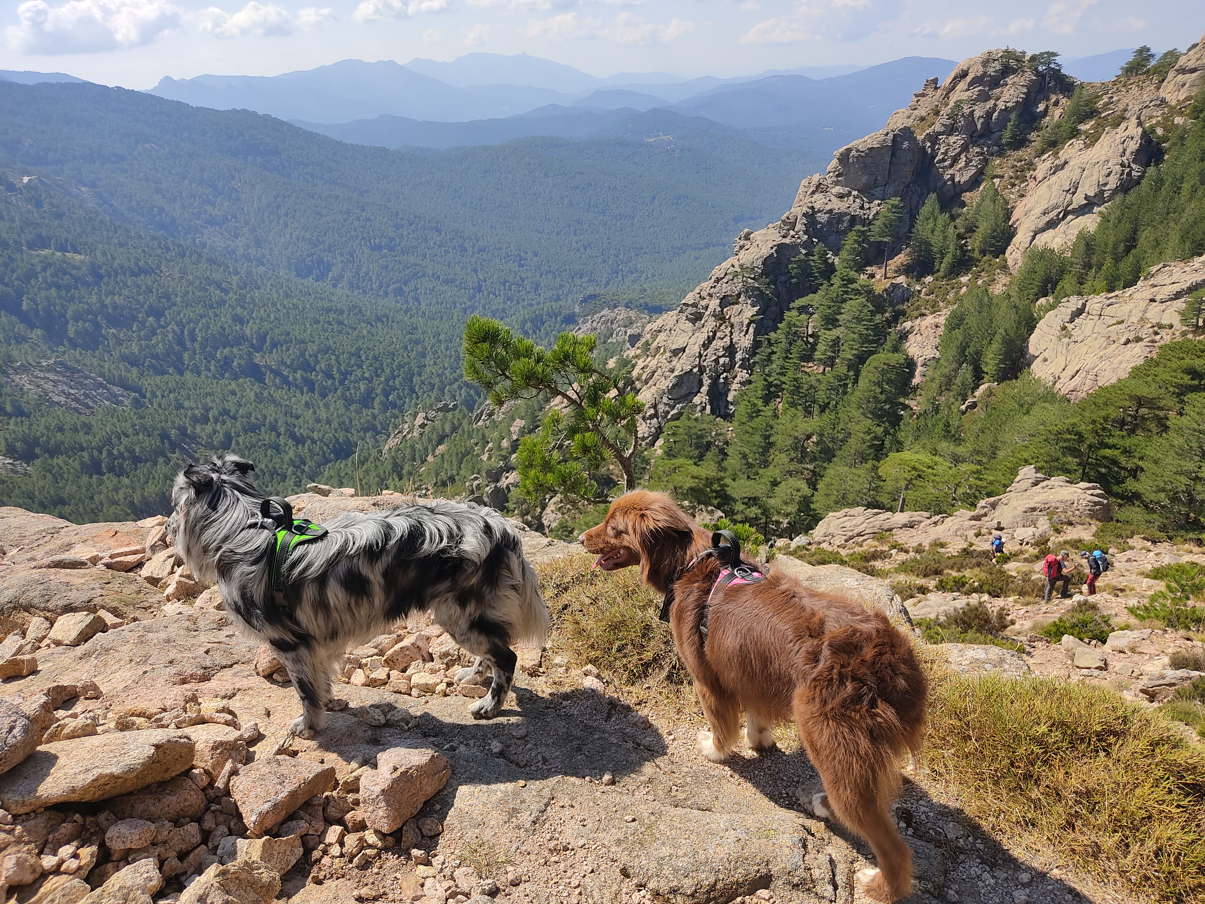 Photo de la vie des chiens.