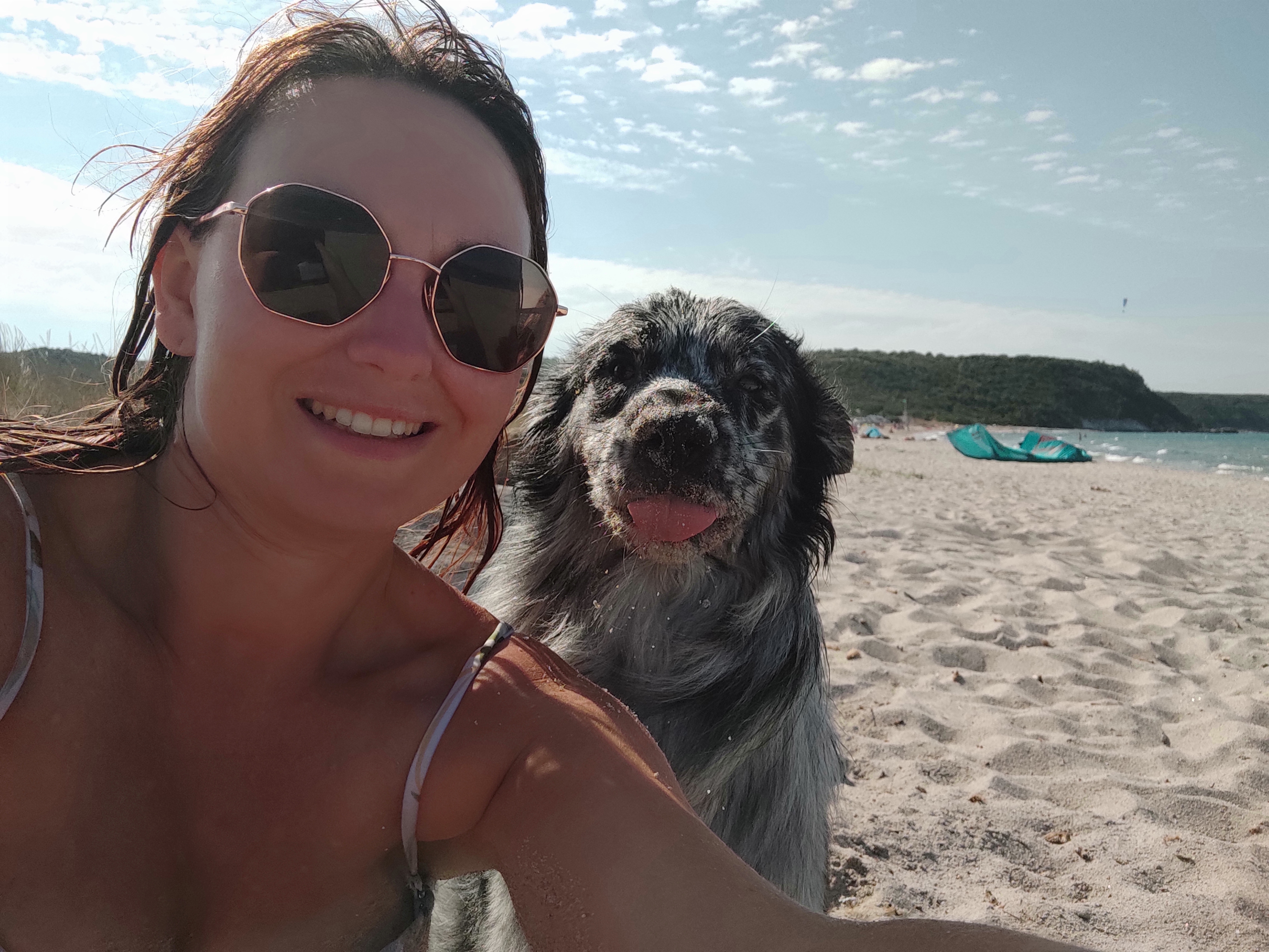 Photo de la vie des chiens.