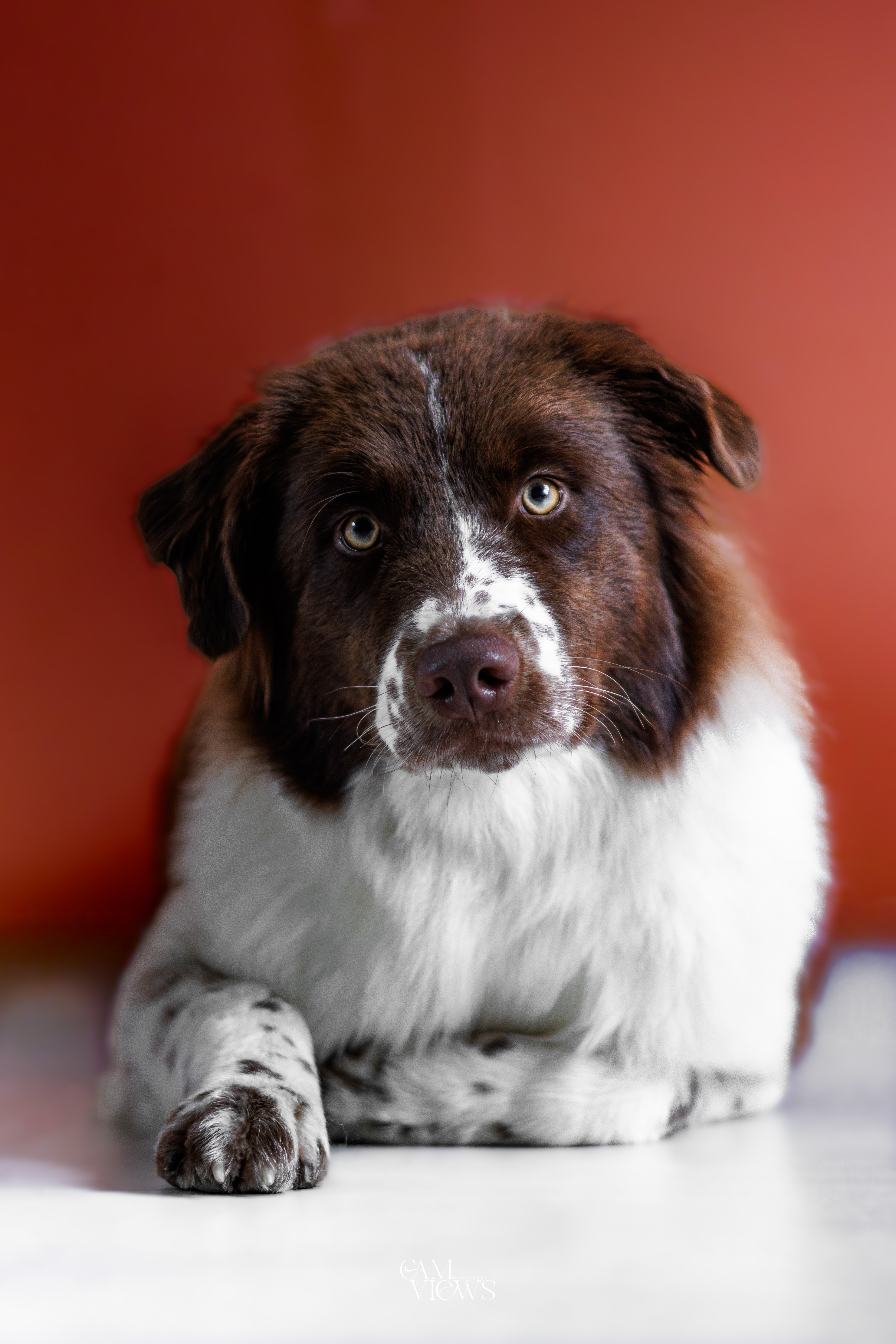 Photo d'un chiot berger australien, issue de la portée de Winnie et Réglisse, âgée d'un an.