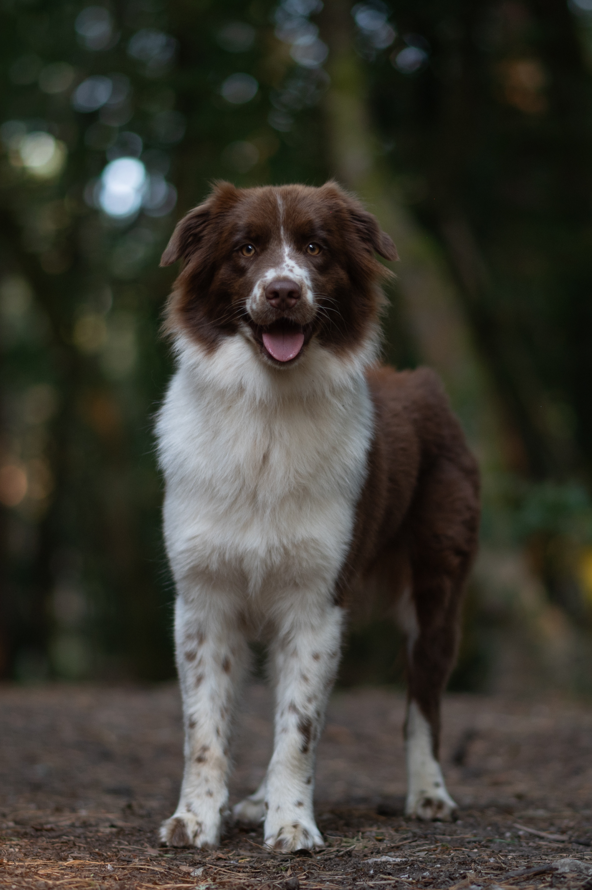 Photo de Ruby, asutralienne rouge bicolore.