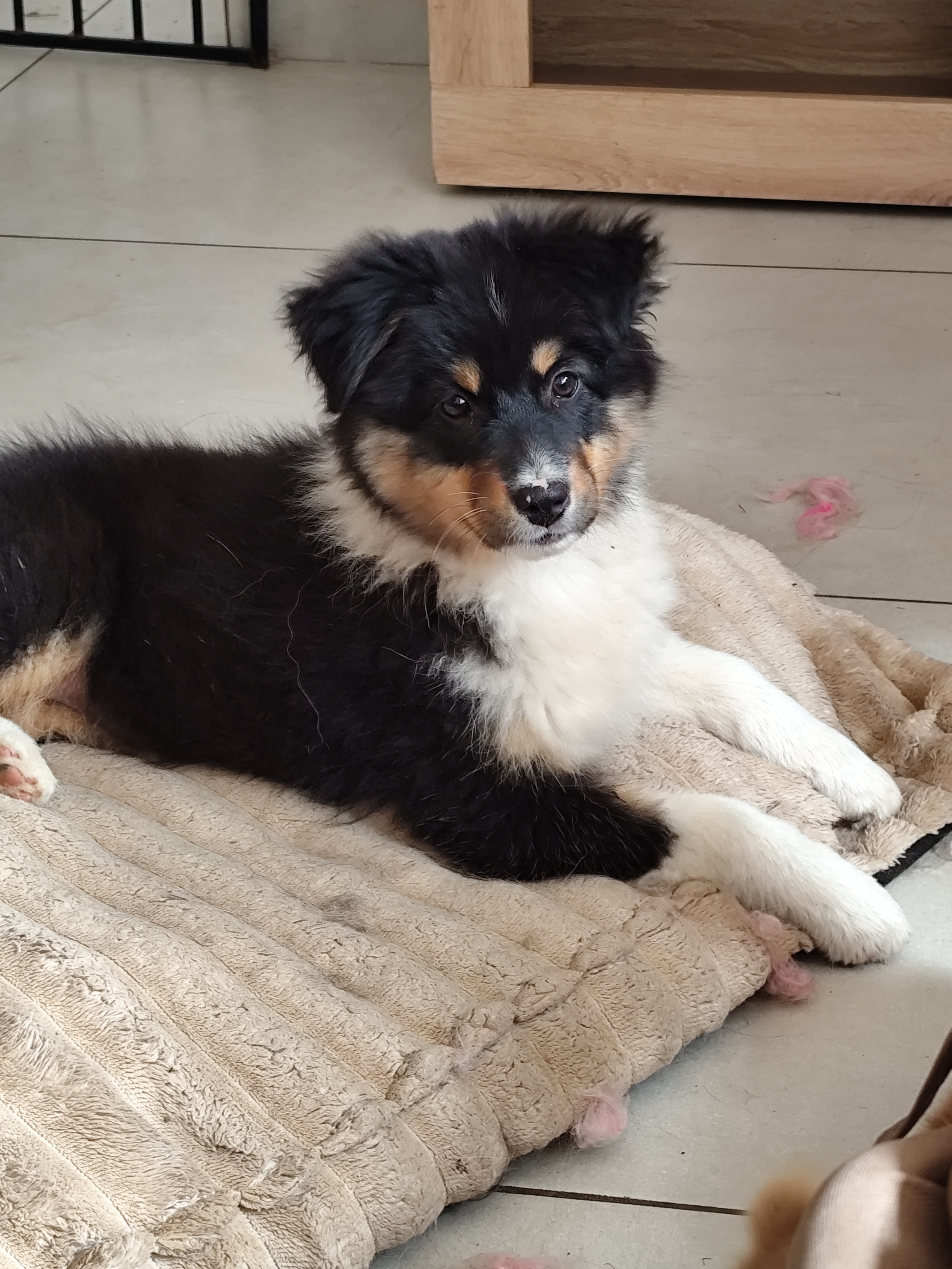 Photo d'un chiot berger australien, issue de la portée de Urban et Jack, âgée de 2 mois.