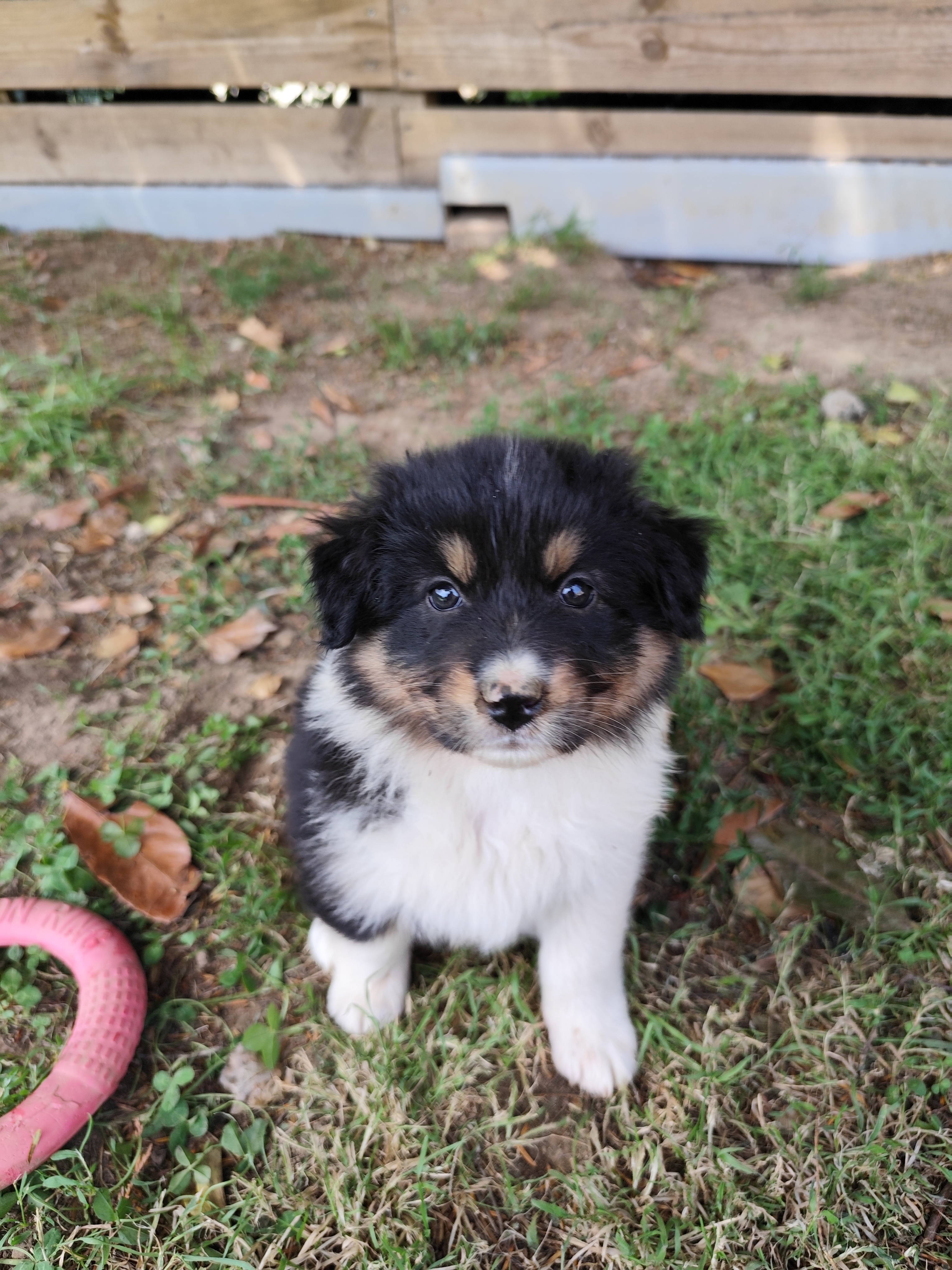 Photo d'un chiot berger australien, issue de la portée de Urban et Jack, âgée de 45 jours.