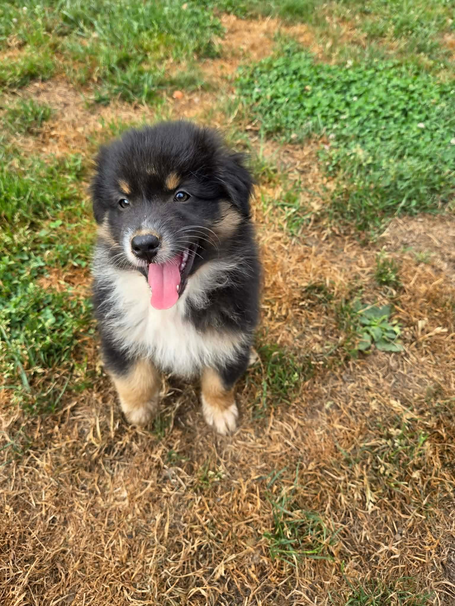 Photo d'un chiot berger australien, issu de la portée de Urban et Jack, âgé de 2 mois.